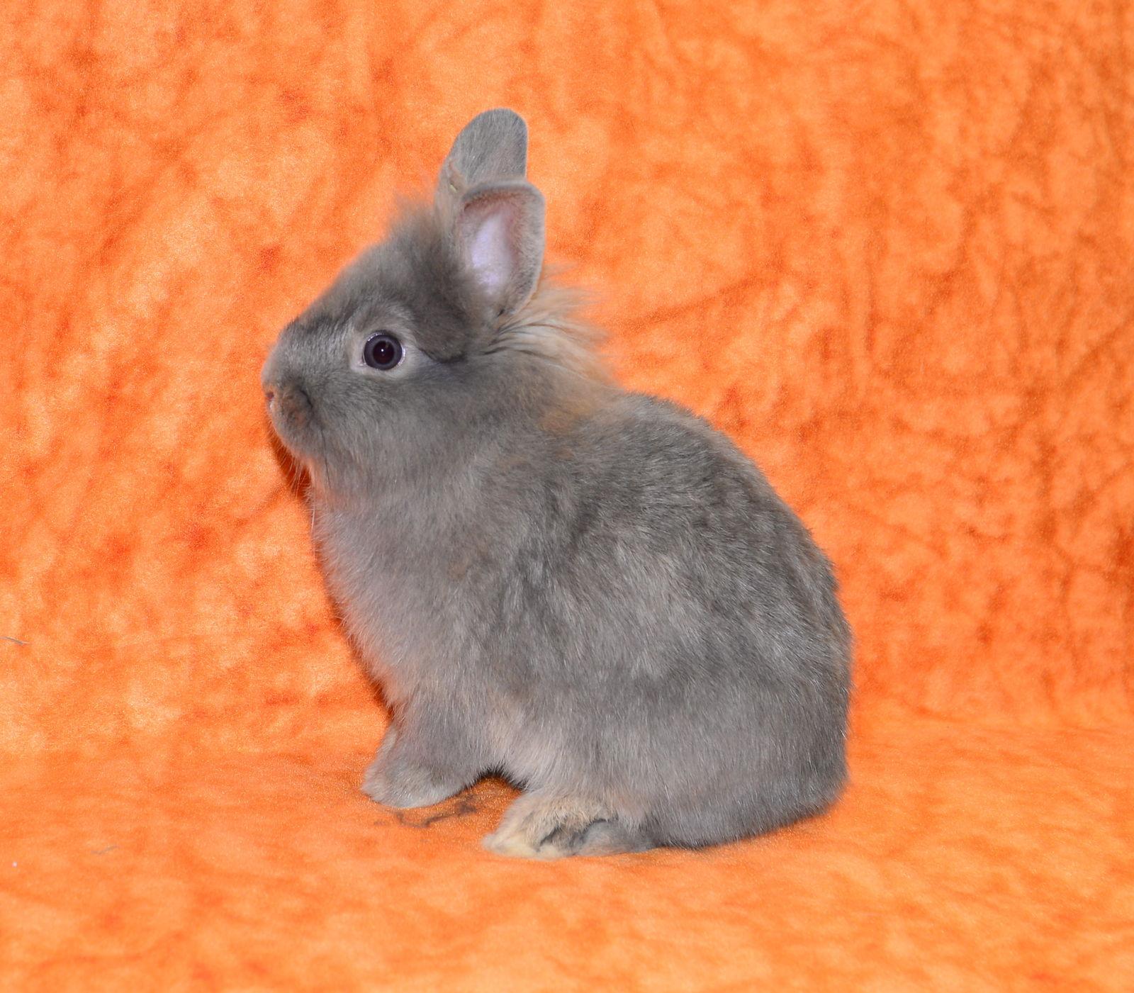 Enlarge Fiat, a Adoptable Lionhead in Chesterfield, MO image 1/3