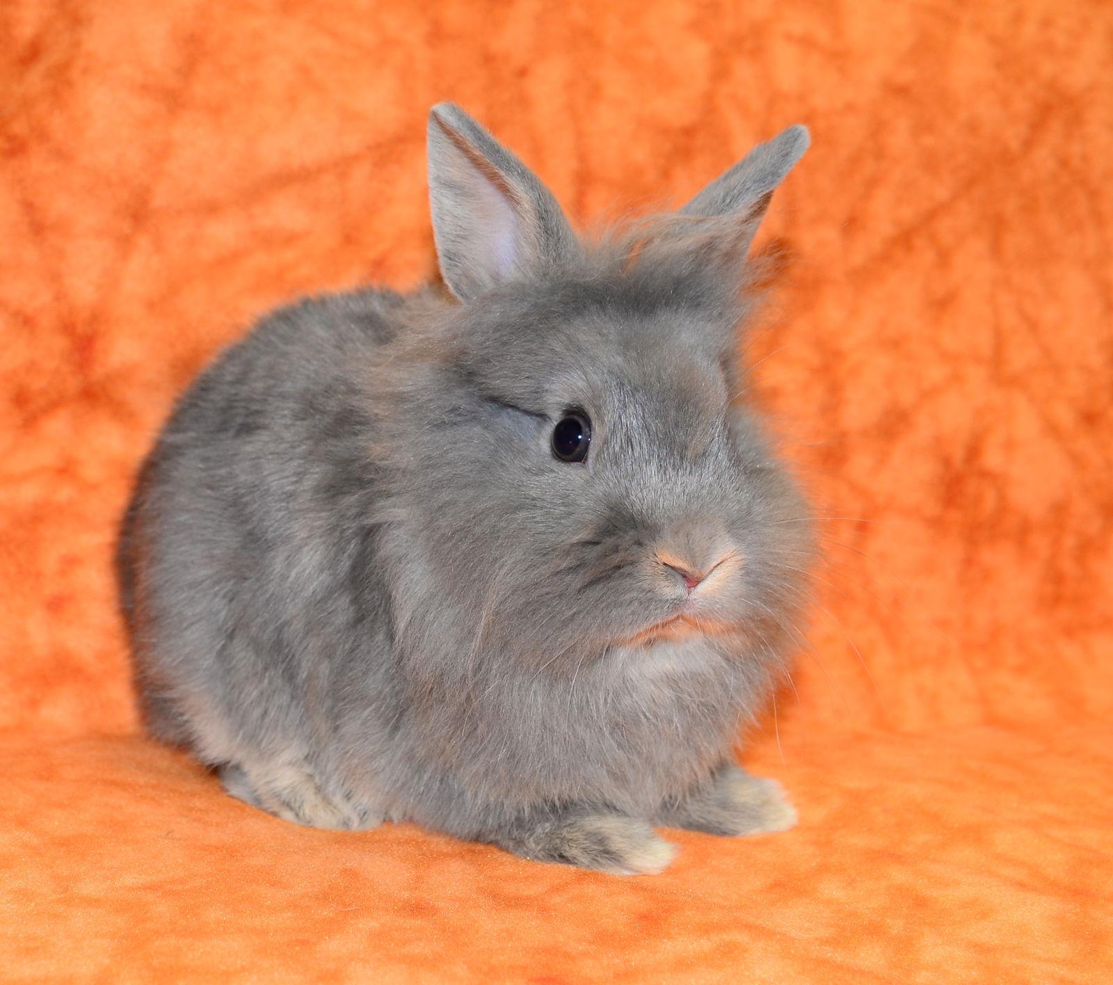 Enlarge Fiat, a Adoptable Lionhead in Chesterfield, MO image 2/3