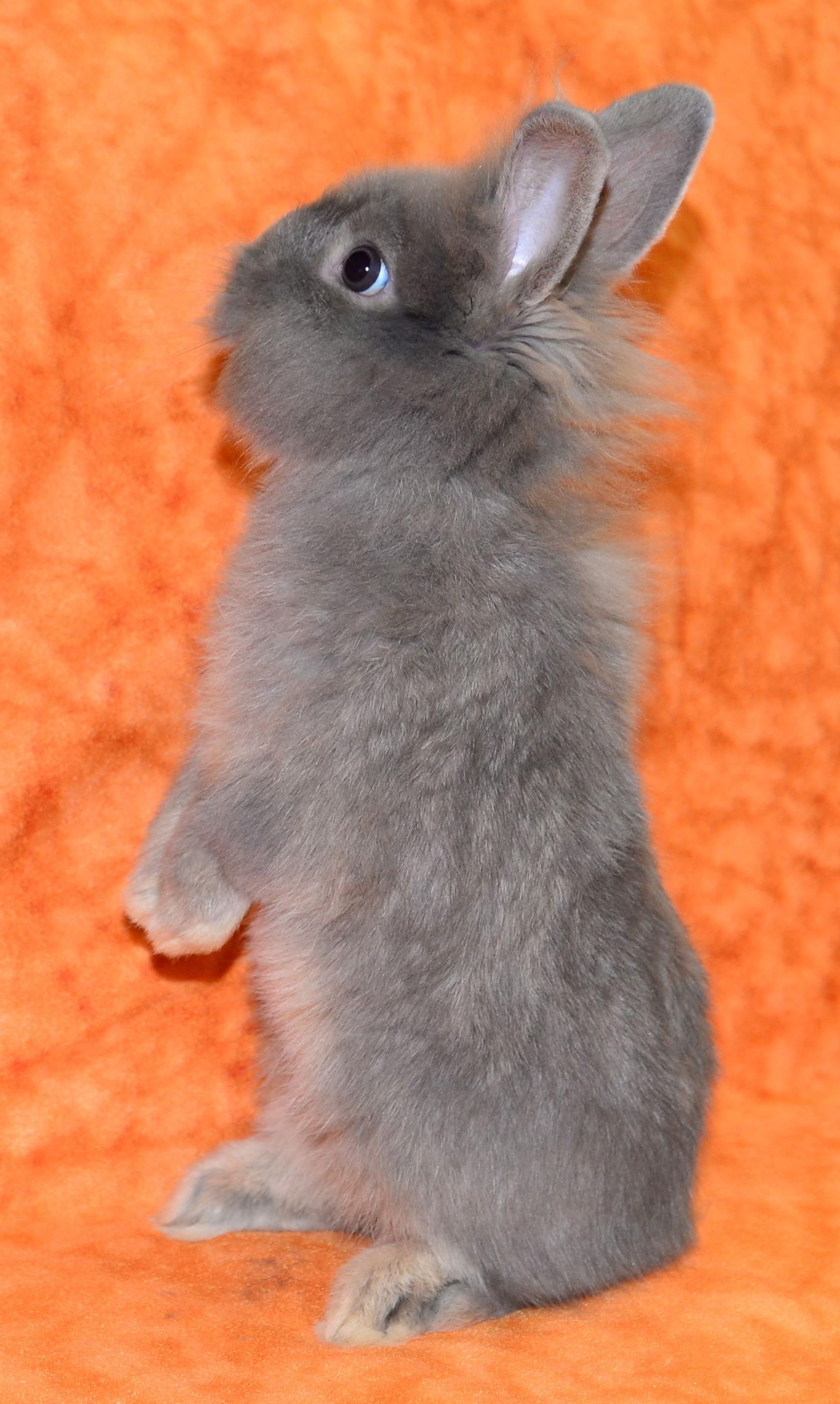Enlarge Fiat, a Adoptable Lionhead in Chesterfield, MO image 3/3