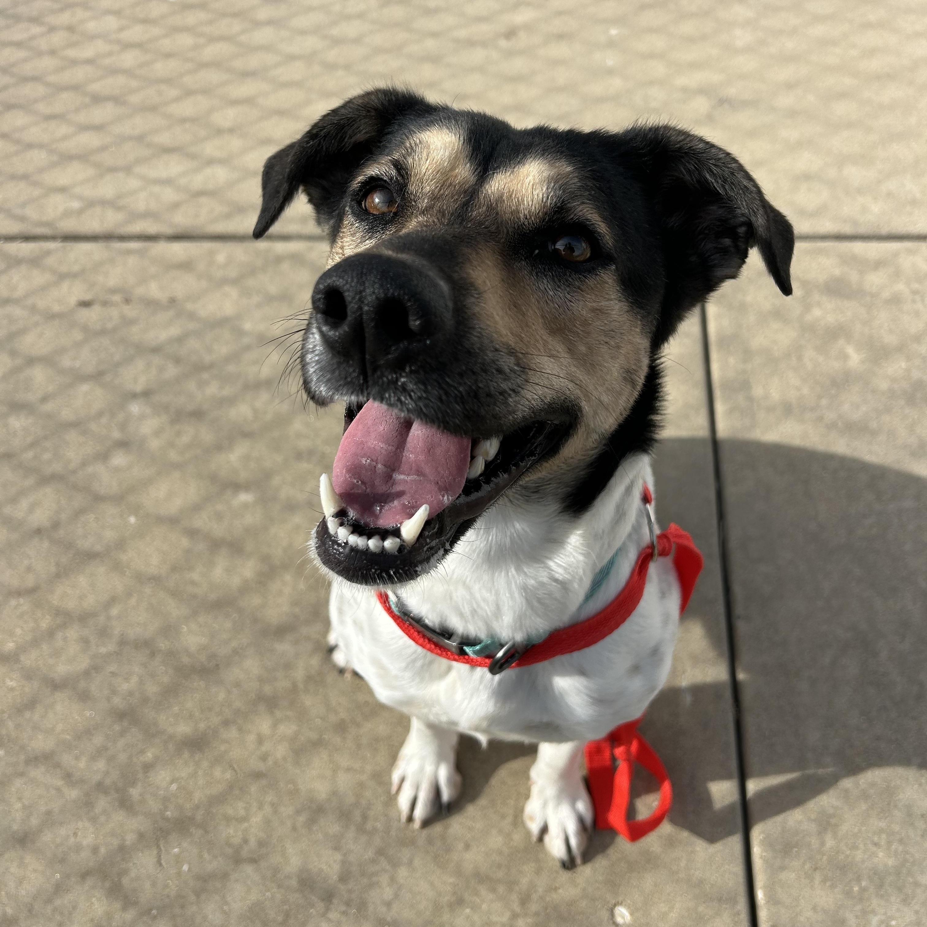 Perdita, ADOPTABLE, Adult Female Shepherd & Hound.