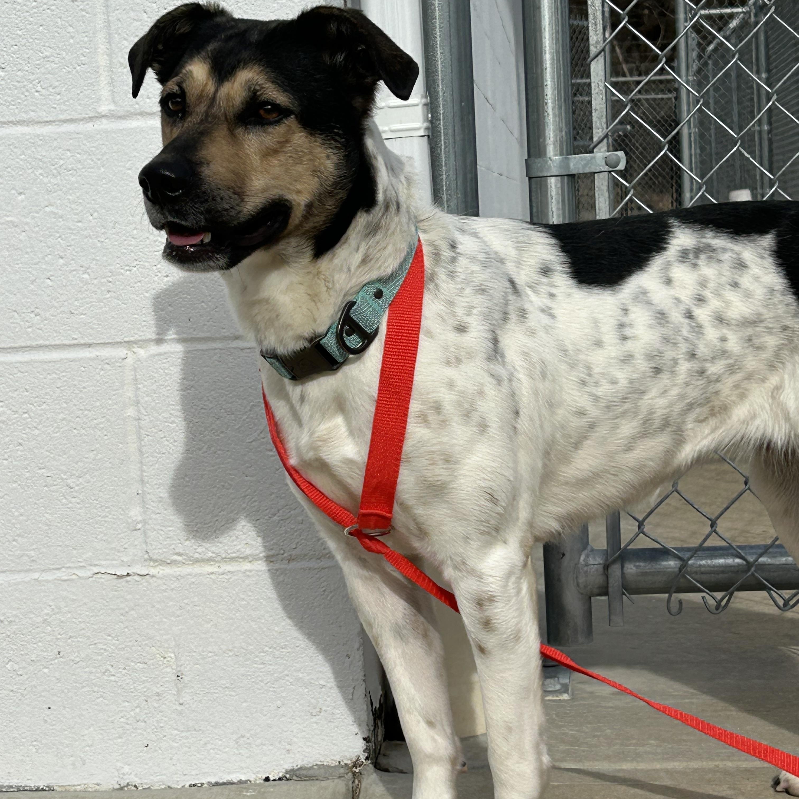 Enlarge Perdita, a ADOPTABLE mixed breed in Hillsboro, MO image 4/6