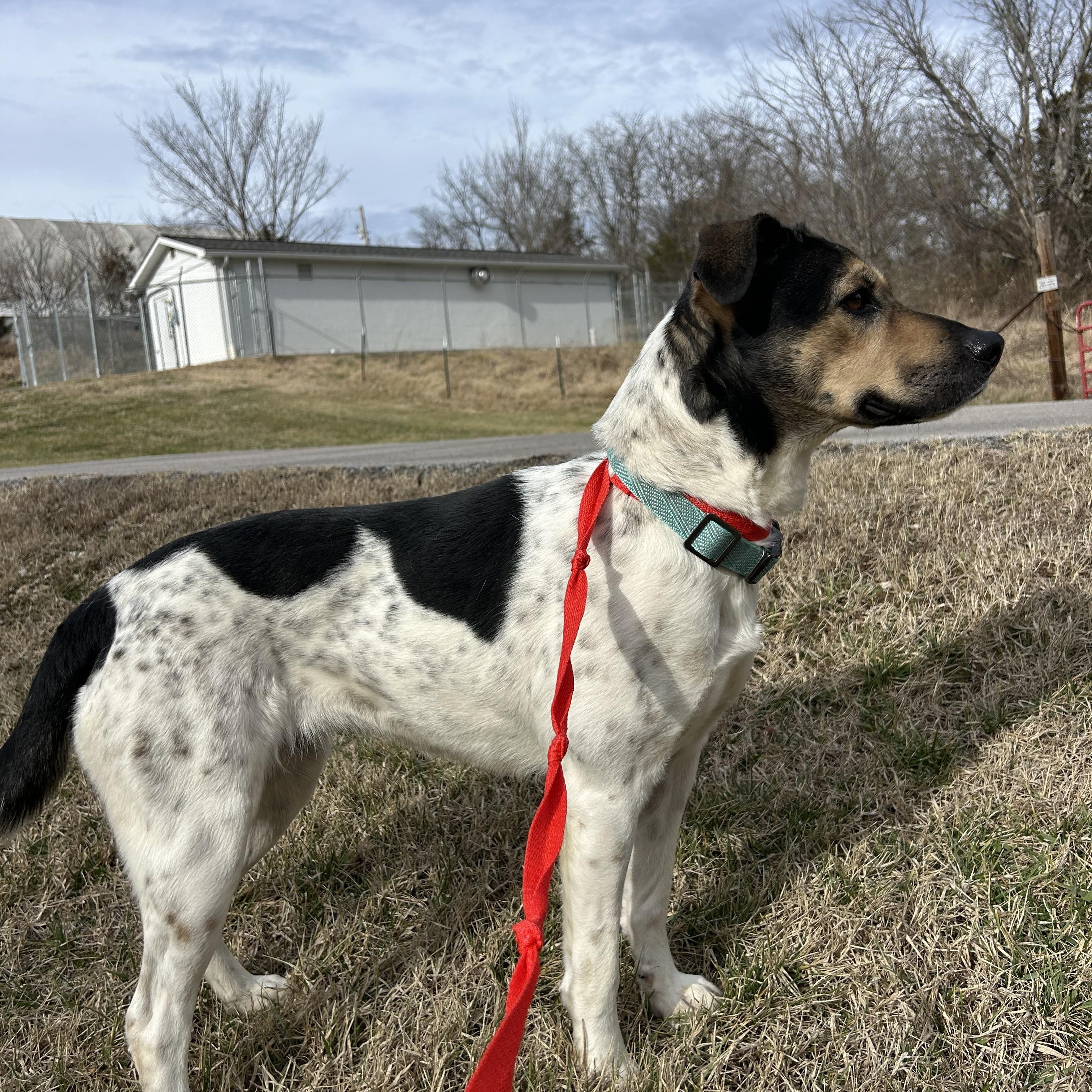 Enlarge Perdita, a ADOPTABLE mixed breed in Hillsboro, MO image 2/6