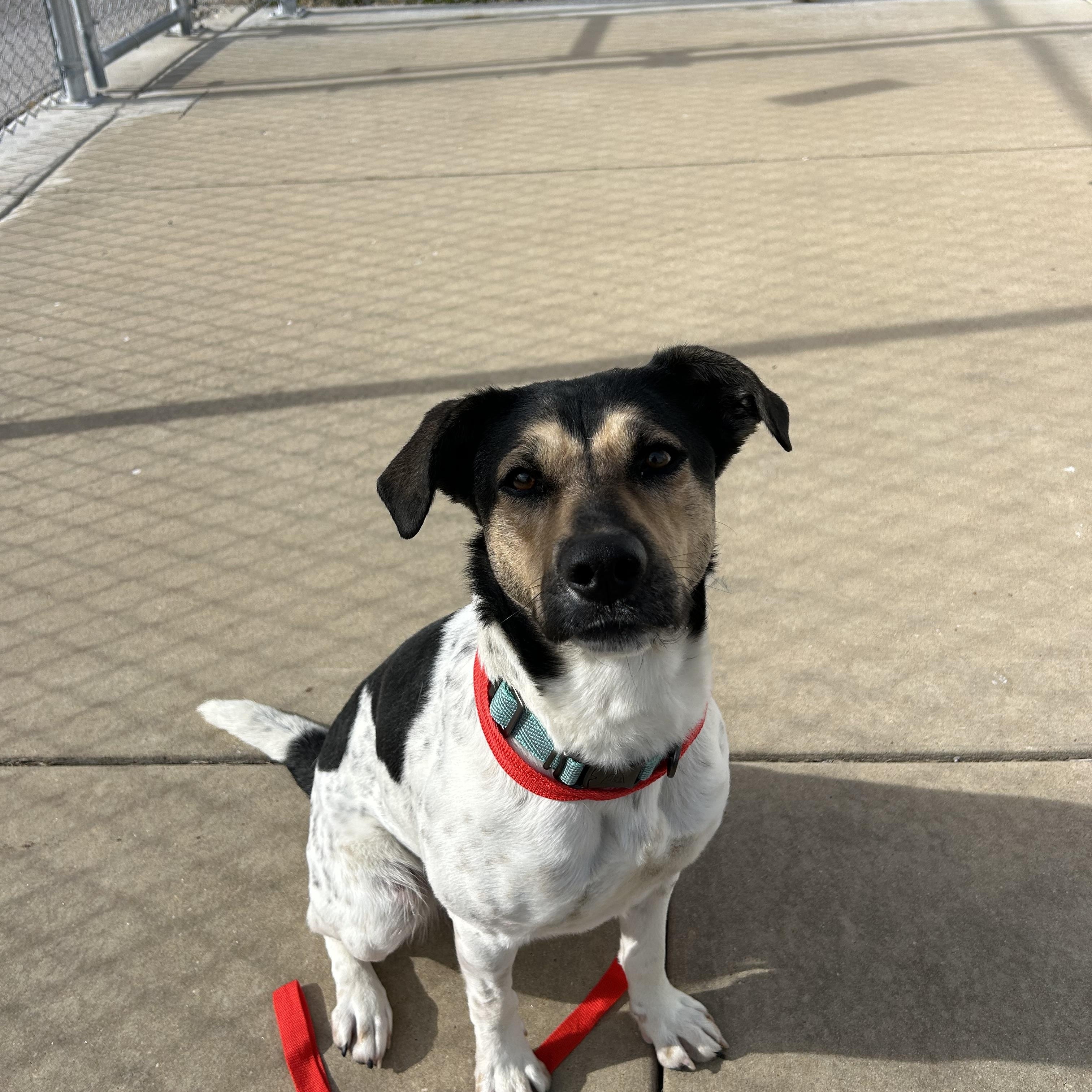 Enlarge Perdita, a ADOPTABLE mixed breed in Hillsboro, MO image 3/6