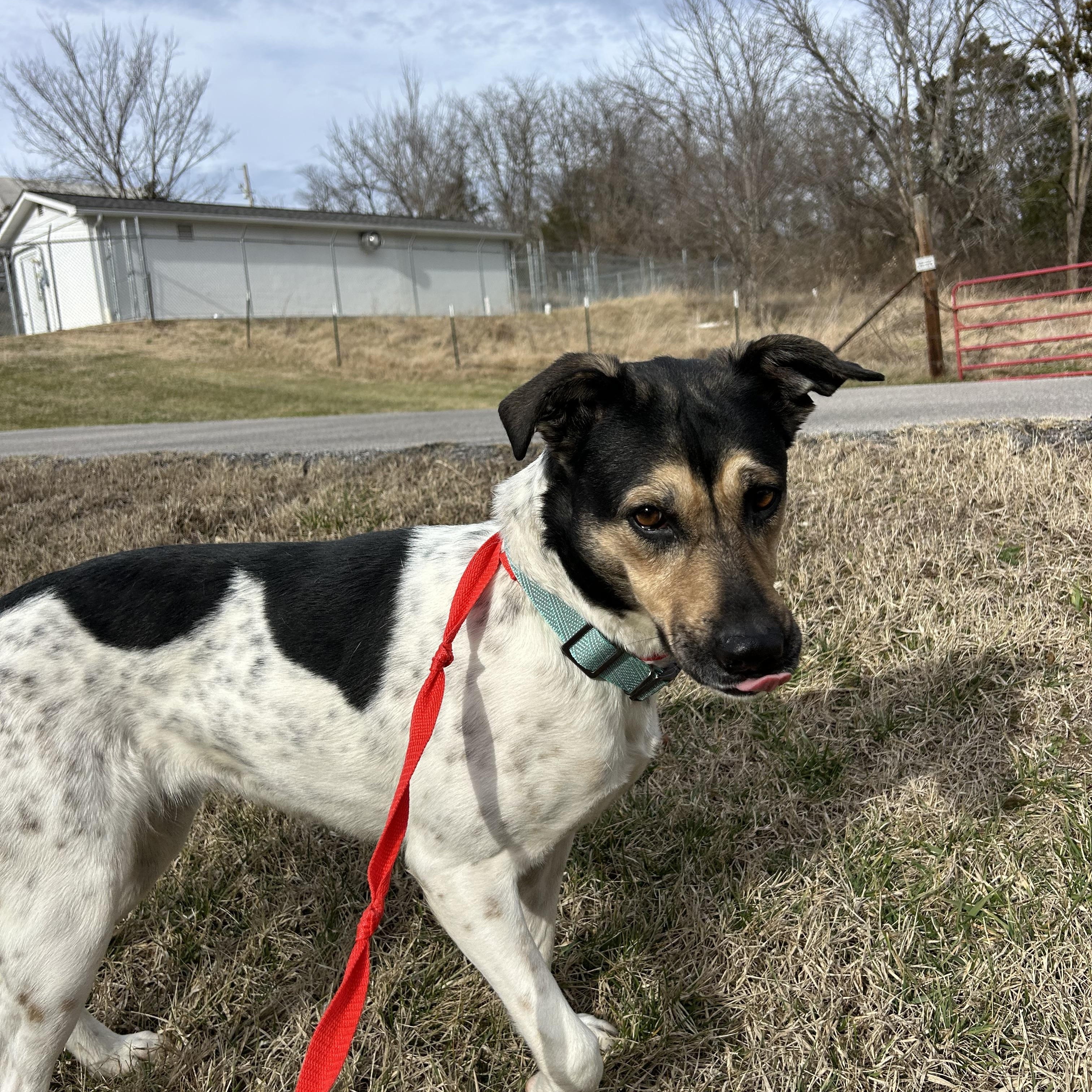 Enlarge Perdita, a ADOPTABLE mixed breed in Hillsboro, MO image 5/6