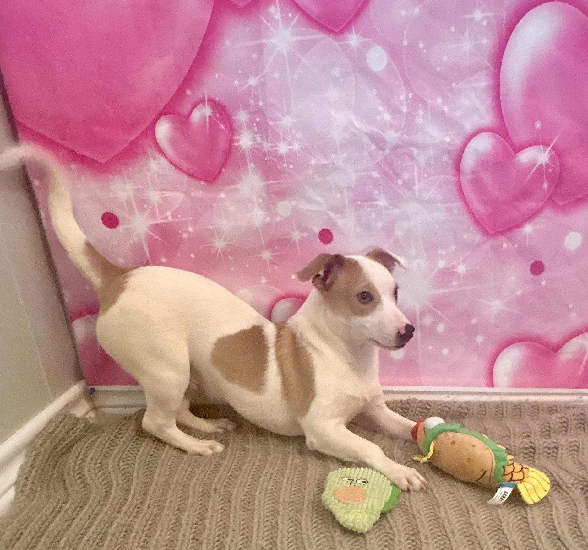 Sprout, an adoptable mixed breed in Coahoma, TX image 3/4