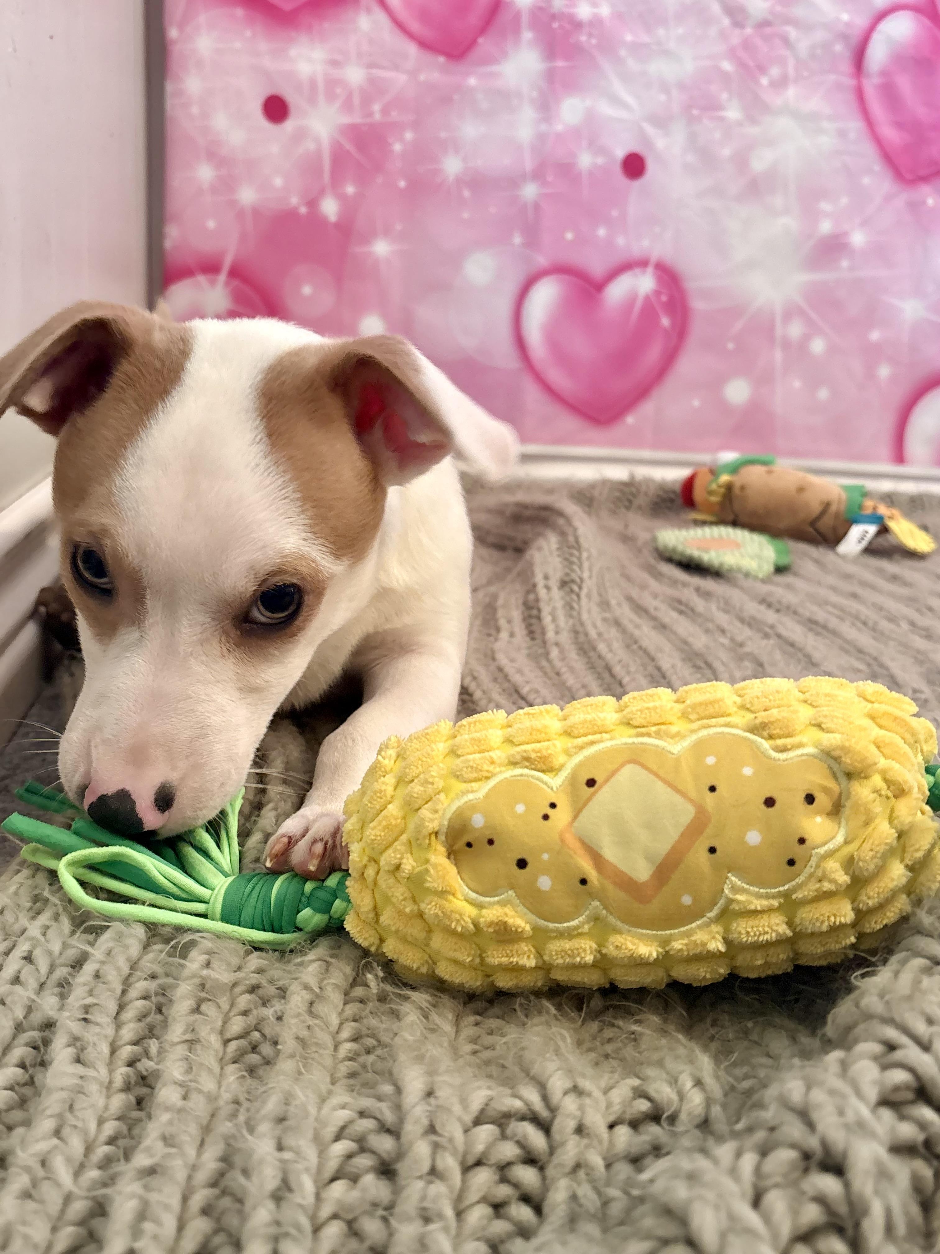 Sprout, an adoptable mixed breed in Coahoma, TX image 2/4