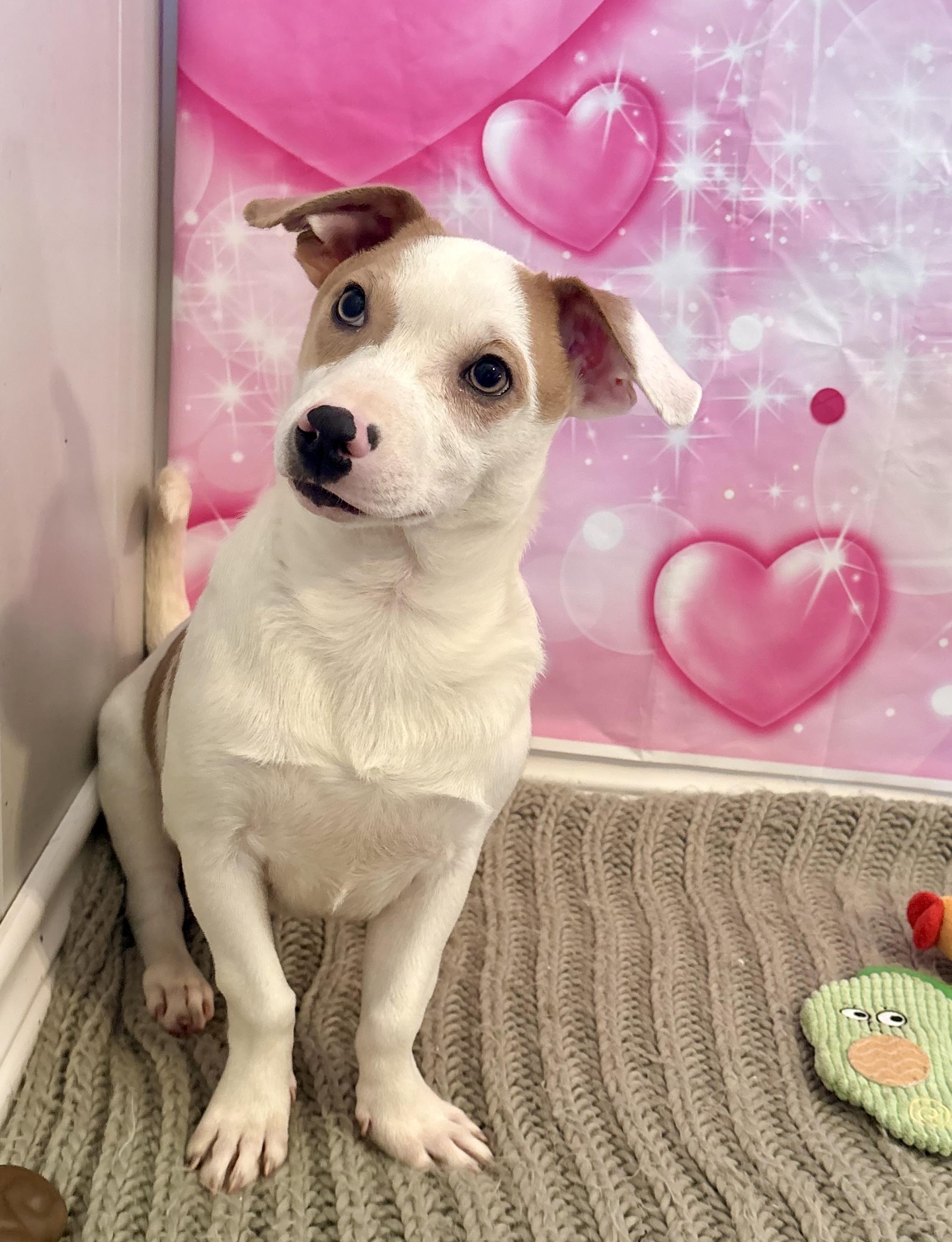 Sprout, an adoptable mixed breed in Coahoma, TX image 4/4
