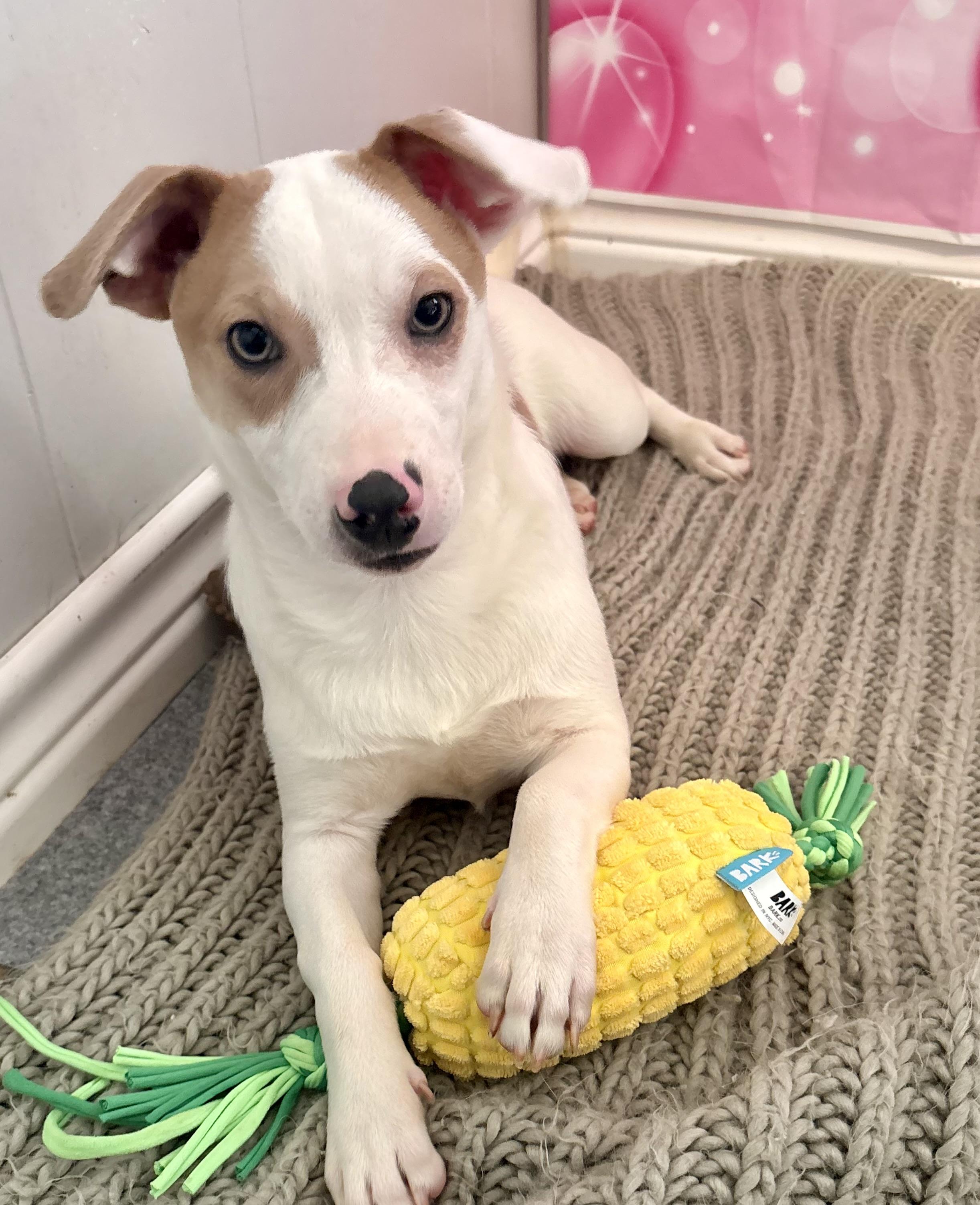 Sprout, adoptable, Puppy Male Chihuahua & Corgi.