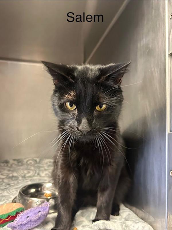 Salem, Adoptable, Young Female Domestic Short Hair.