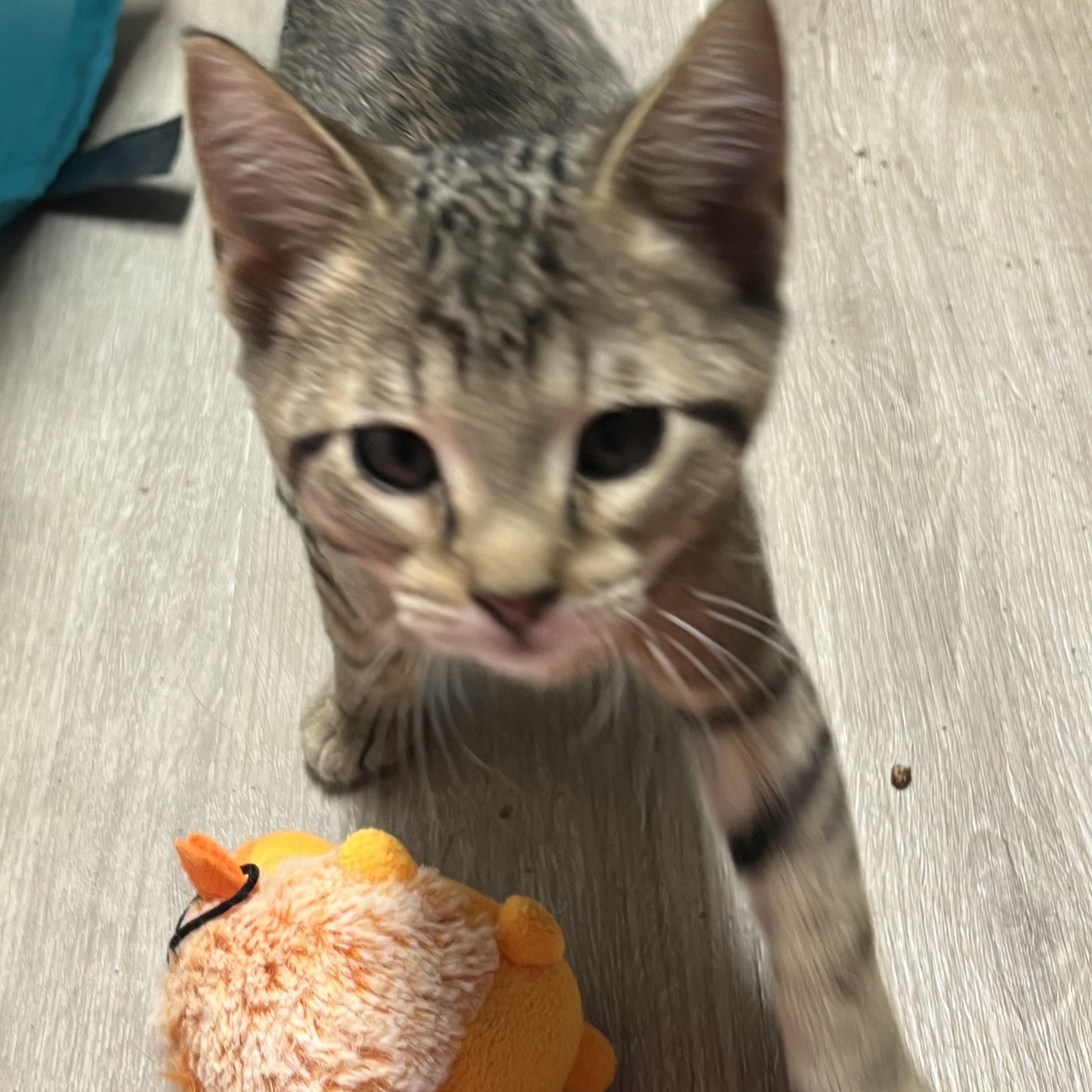 Enlarge Pixel, a Adopted Domestic Short Hair in Knoxville, GA image 1/3