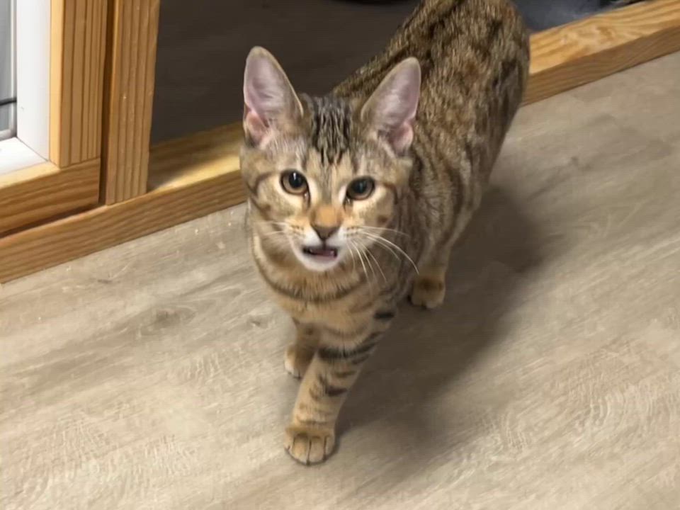 Enlarge Pixel, a Adopted Domestic Short Hair in Knoxville, GA video 2/3