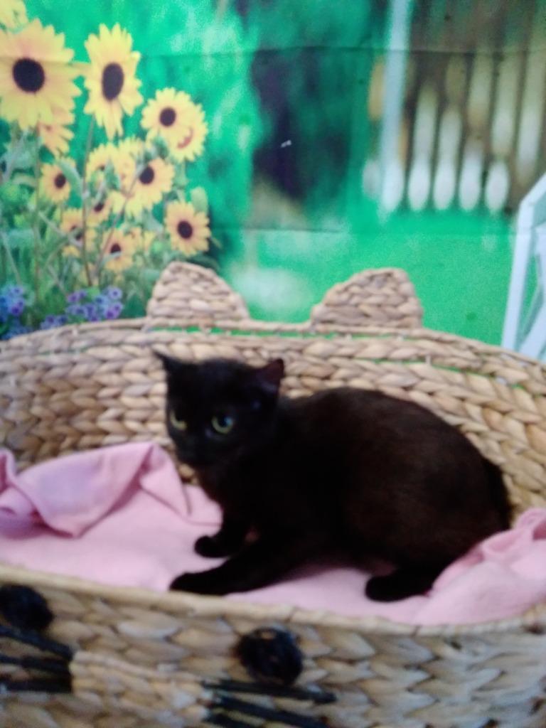 VELMA, Adoptable, Kitten Female Domestic Short Hair.