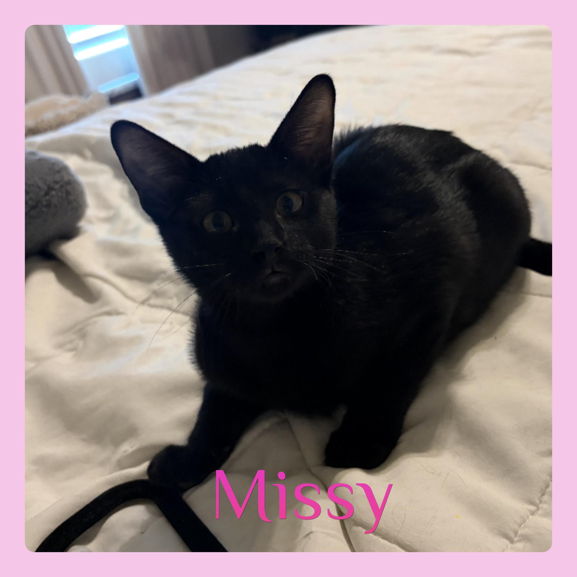 MISSY, Adoptable, Kitten Female Tabby.