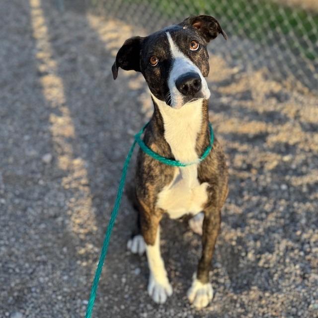 Paris, Adoptable, Adult Female American Staffordshire Terrier.