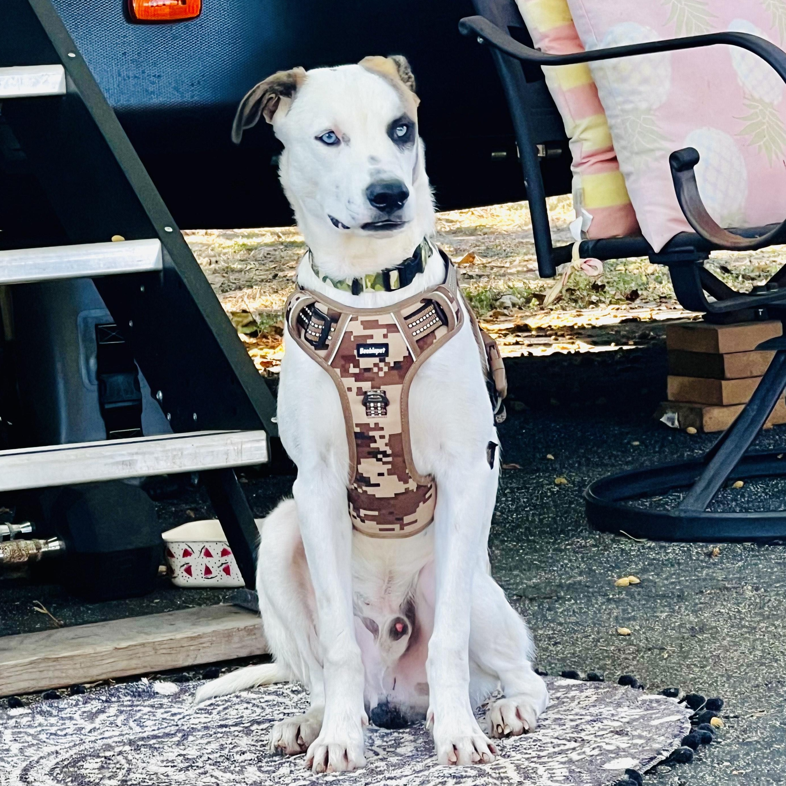 Enlarge Matthias, an adopted mixed breed in Battle Creek, MI image 4/5