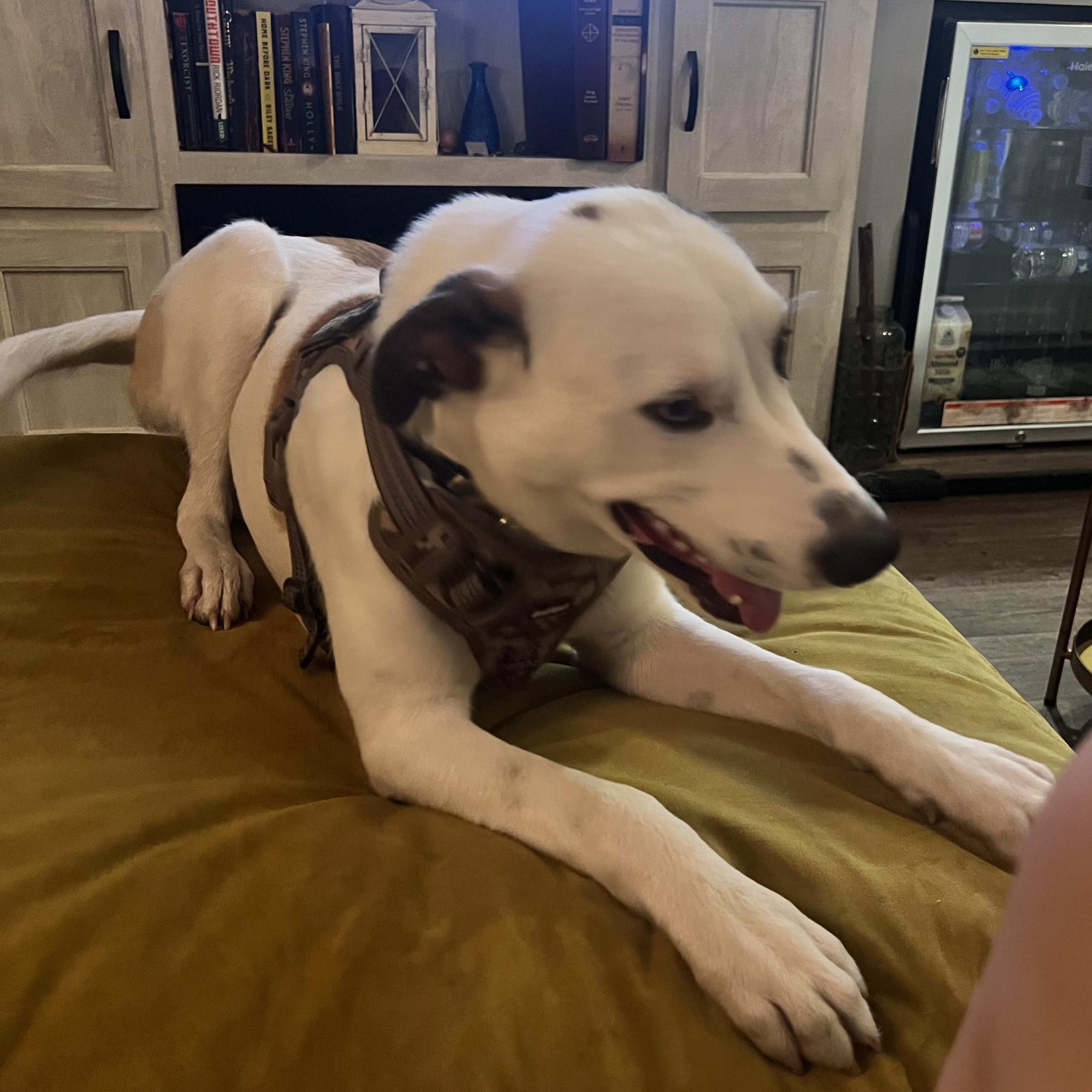 Enlarge Matthias, an adopted mixed breed in Battle Creek, MI image 2/5