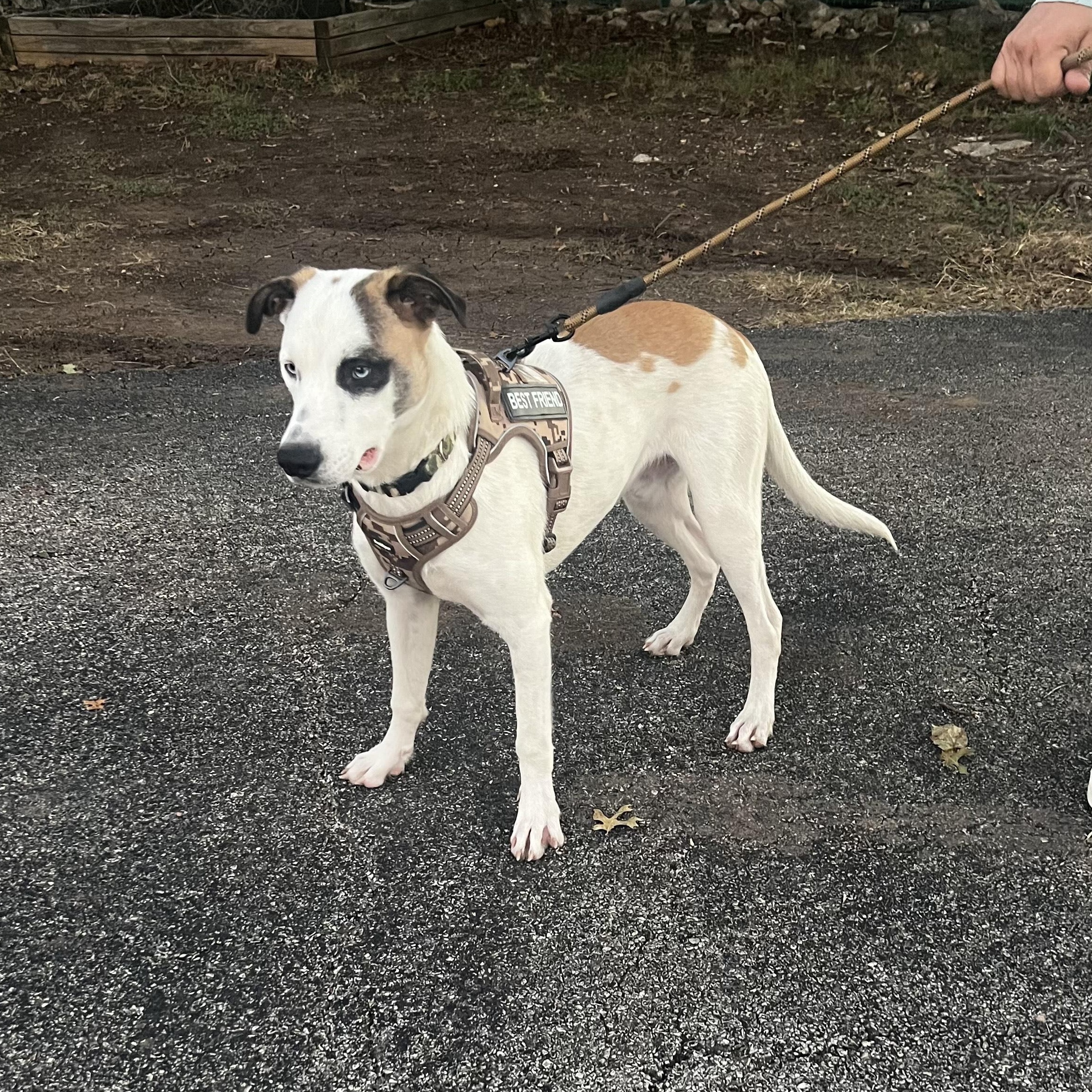 Enlarge Matthias, an adopted mixed breed in Battle Creek, MI image 3/5