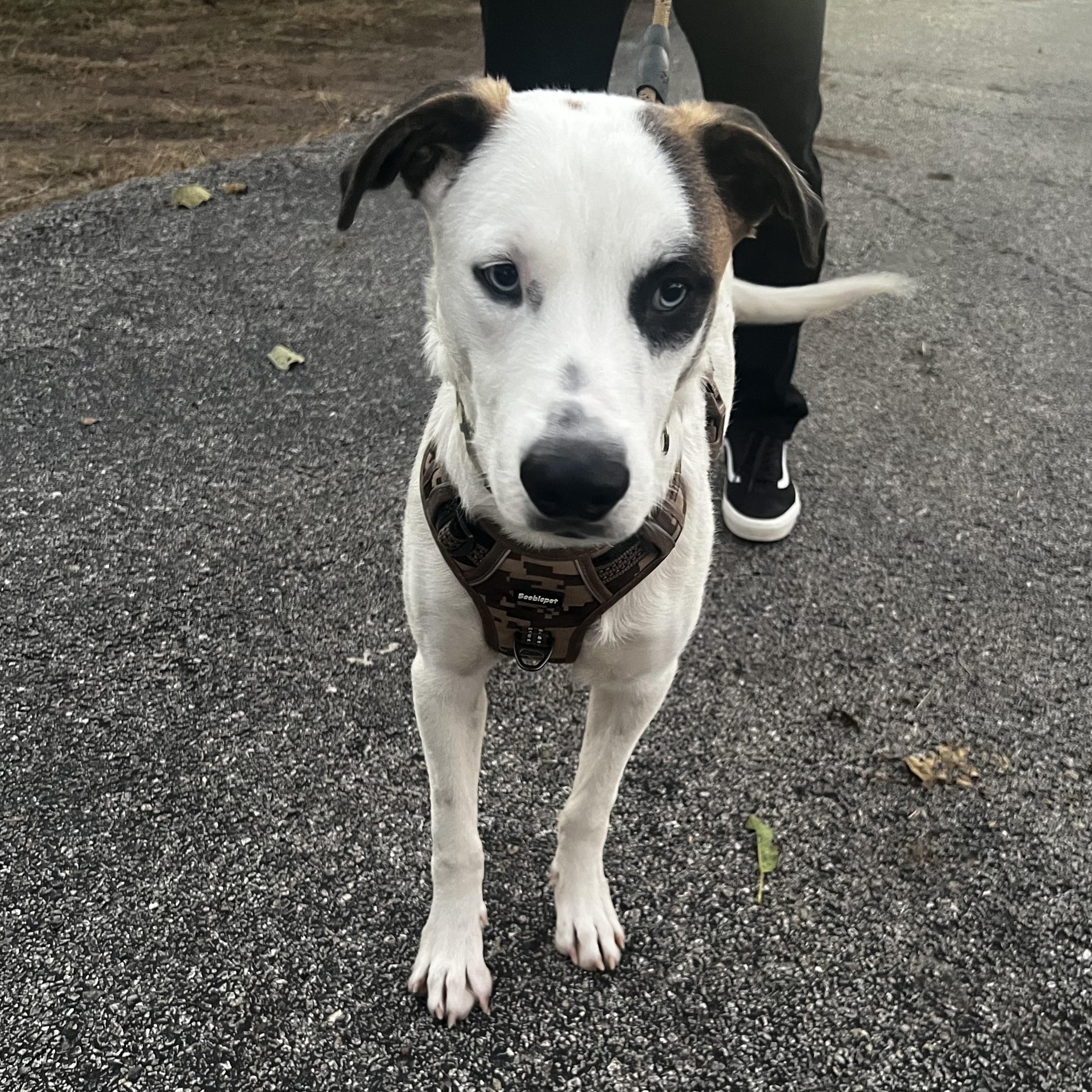 Enlarge Matthias, an adopted mixed breed in Battle Creek, MI image 1/5