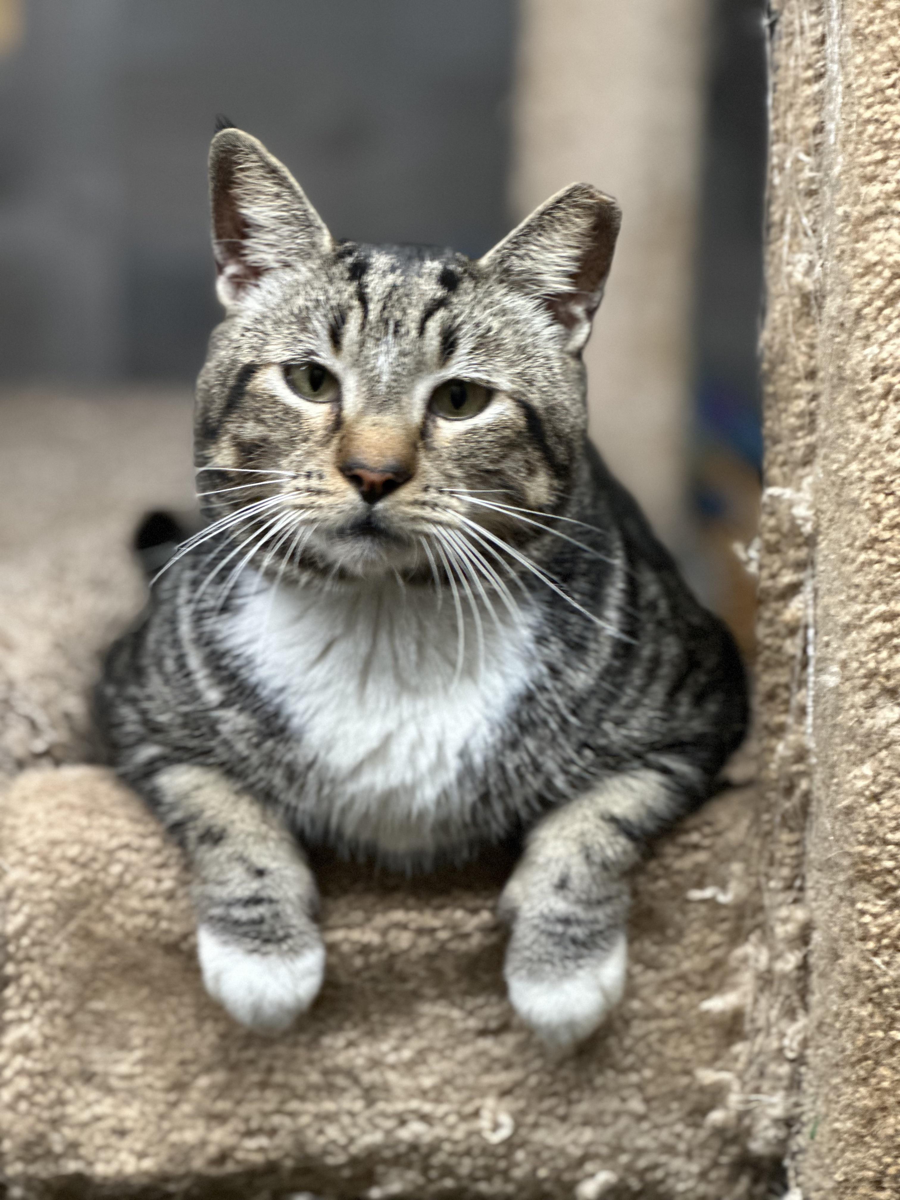 Bullseye, Adoptable, Adult Male American Shorthair.