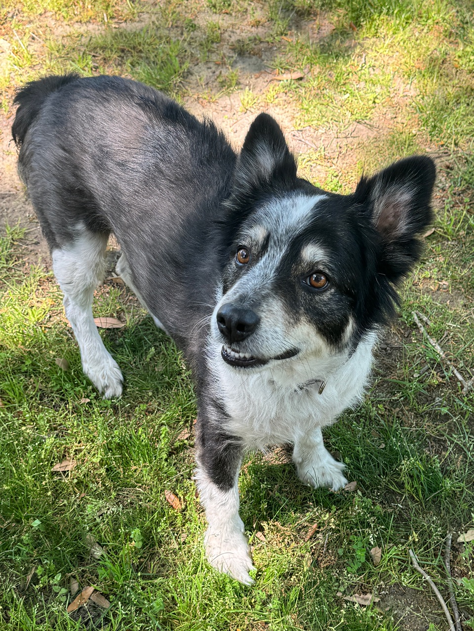 Enlarge KADE, a Adopted Border Collie in Gloucester, VA image 3/5