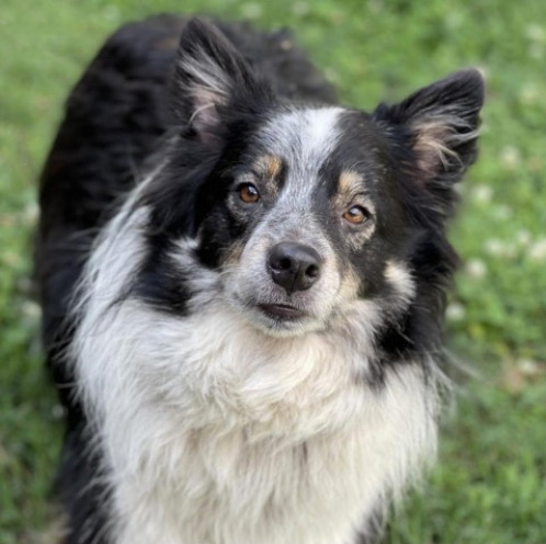 Enlarge KADE, a Adopted Border Collie in Gloucester, VA image 1/5
