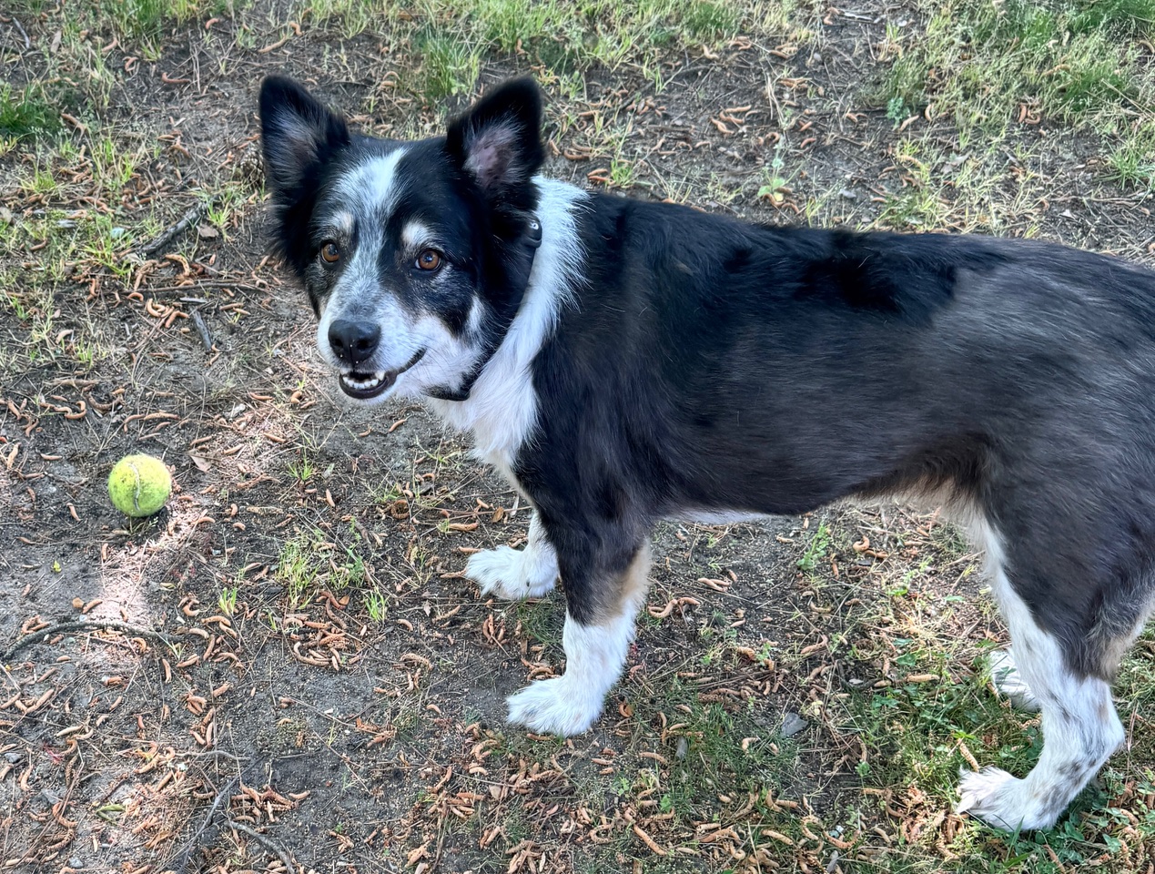 Enlarge KADE, a Adopted Border Collie in Gloucester, VA image 5/5