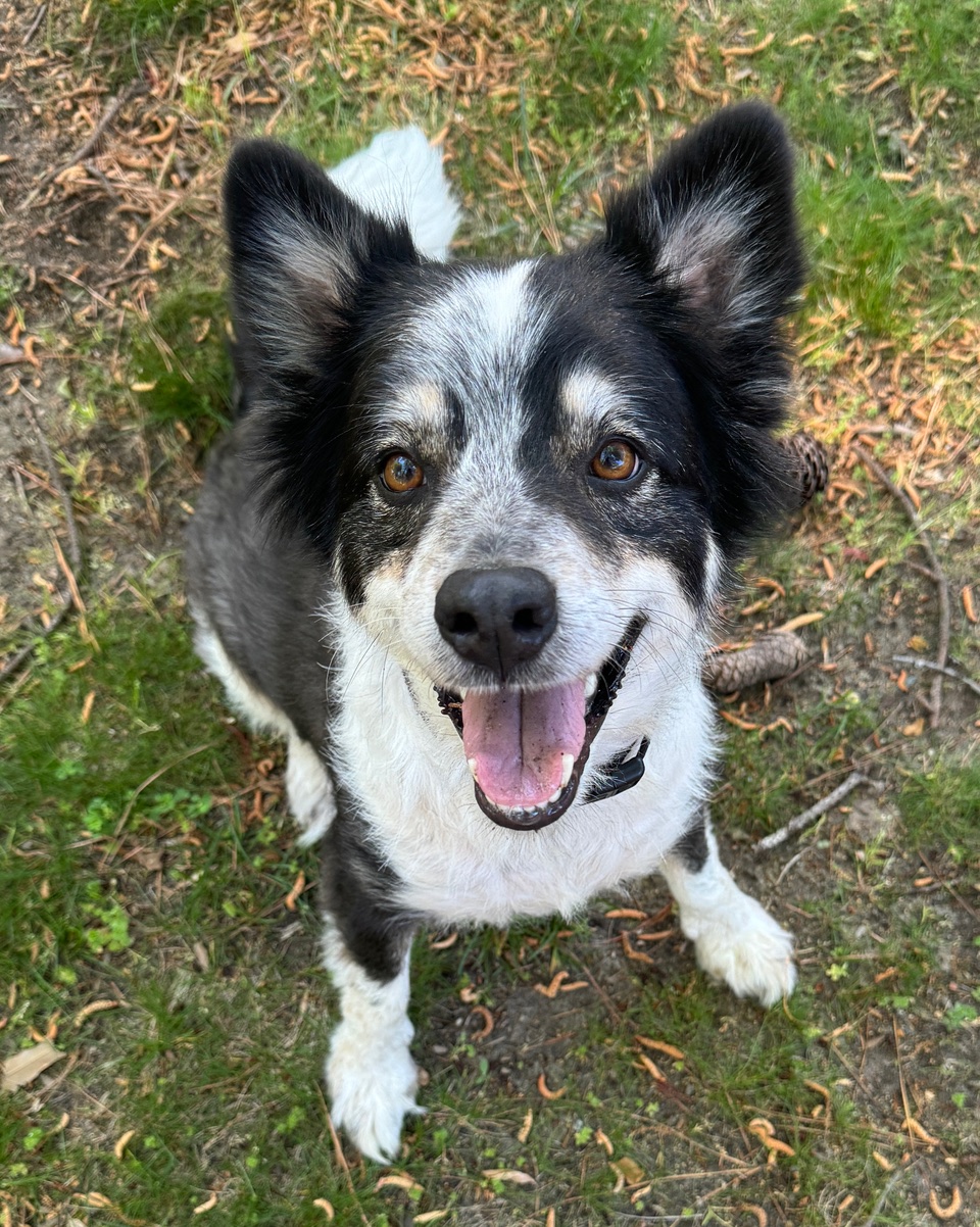 Enlarge KADE, a Adopted Border Collie in Gloucester, VA image 2/5