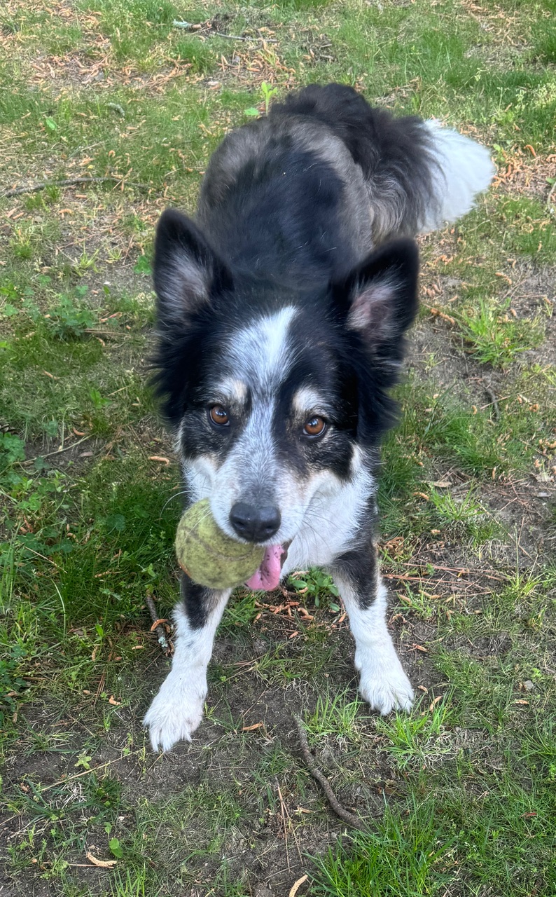 Enlarge KADE, a Adopted Border Collie in Gloucester, VA image 4/5