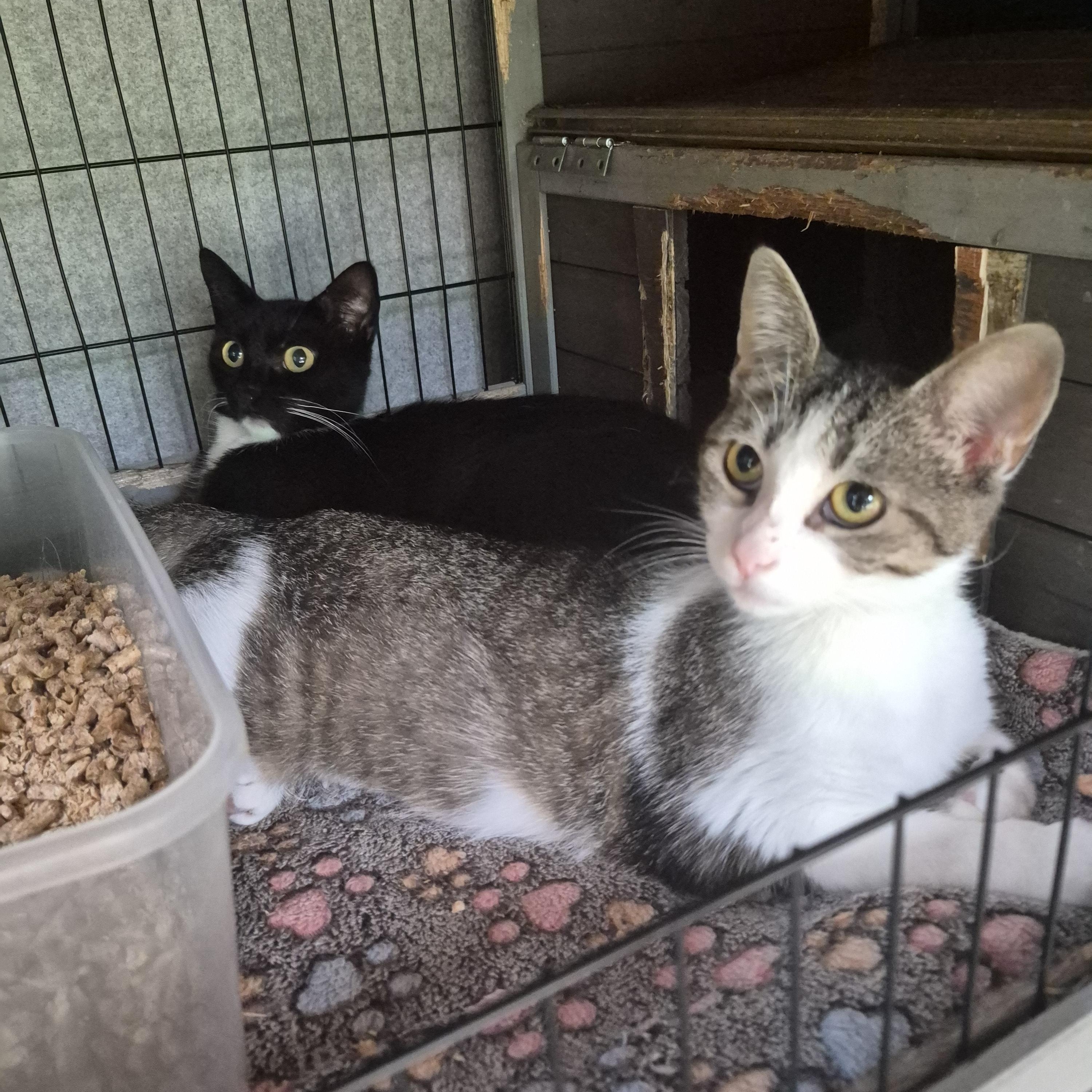 Daisy & Sunny (They DO NOT have to be adopted together), ADOPTABLE, Young Female Domestic Short Hair.