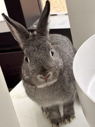 Tambor, Adoptable, Young Male Angora Rabbit & Angora Rabbit.