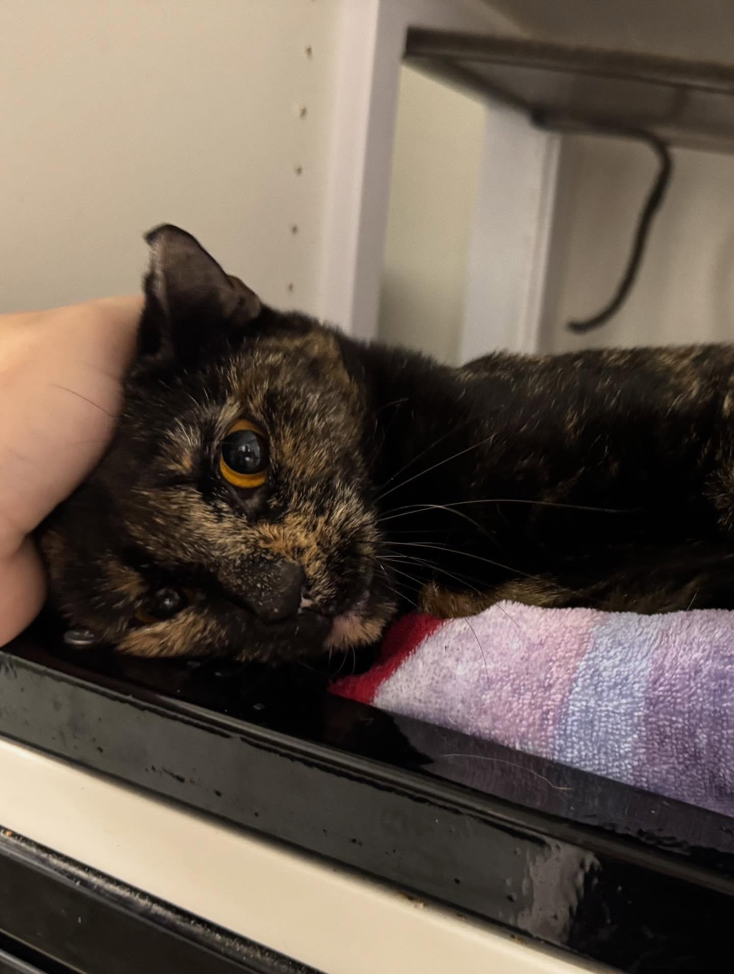 Enlarge Pauline, a Adoptable Domestic Short Hair in Levittown, PA image 1/4