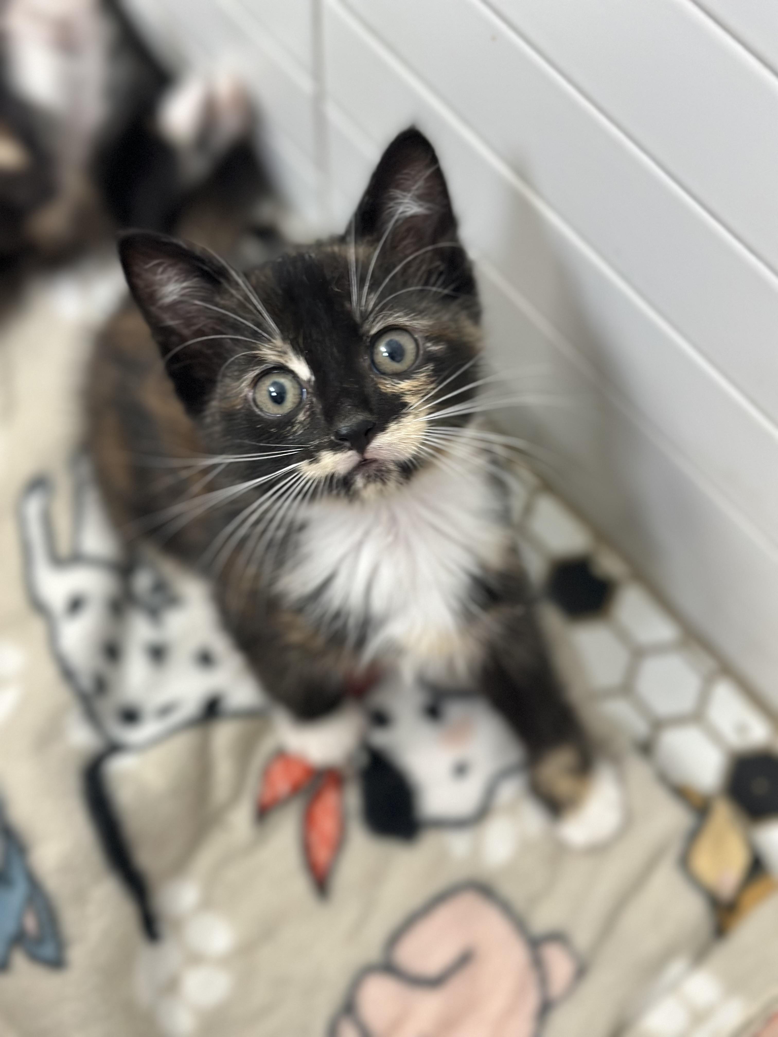 Enlarge GAMORA (7 weeks old) super sweet girl , an adopted Domestic Short Hair in Port Orange, FL image 1/3