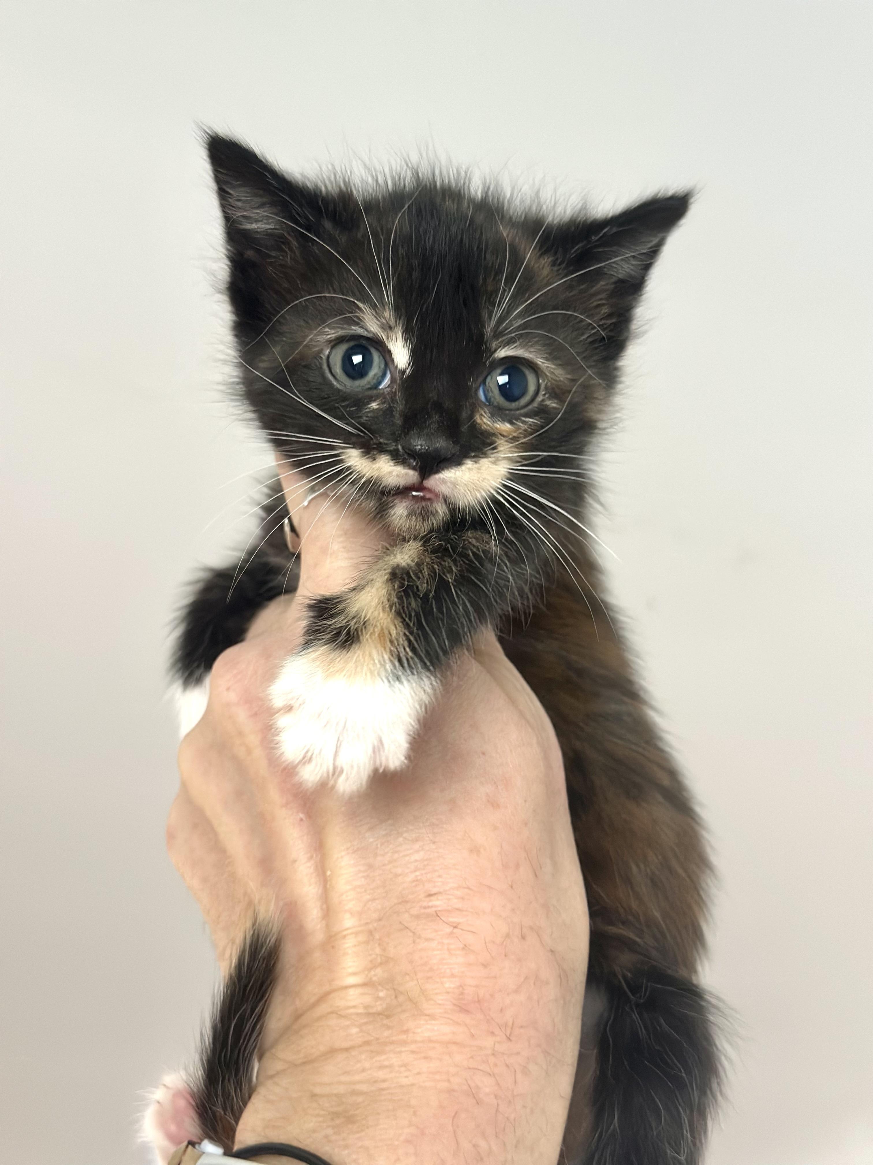 Enlarge GAMORA (7 weeks old) super sweet girl , an adopted Domestic Short Hair in Port Orange, FL image 3/3