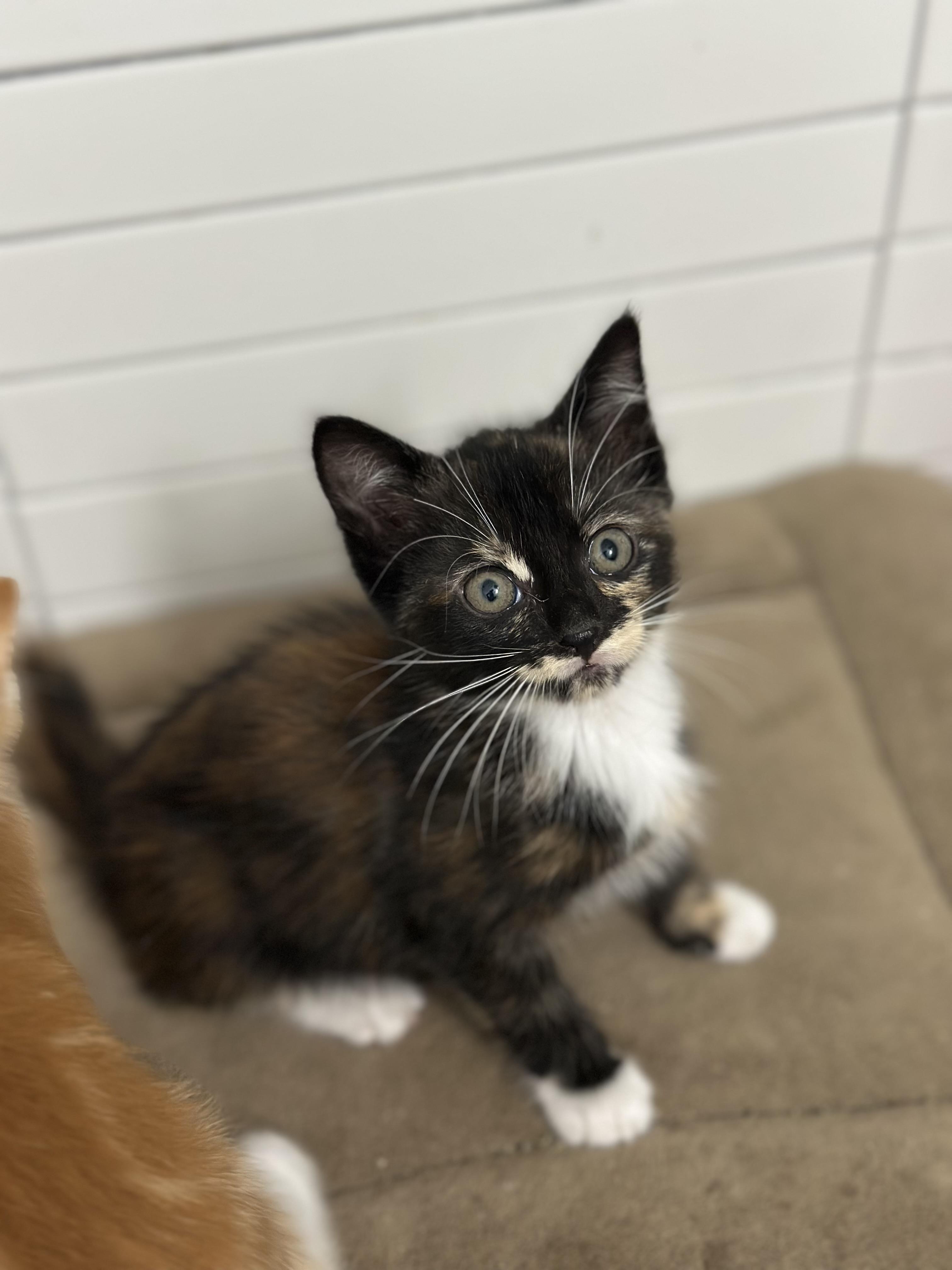 Enlarge GAMORA (7 weeks old) super sweet girl , an adopted Domestic Short Hair in Port Orange, FL image 2/3