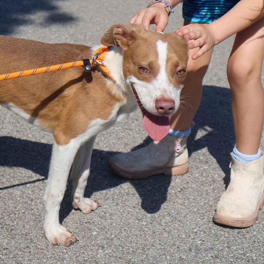 Coda, Adoptable, Puppy Male Pit Bull Terrier.