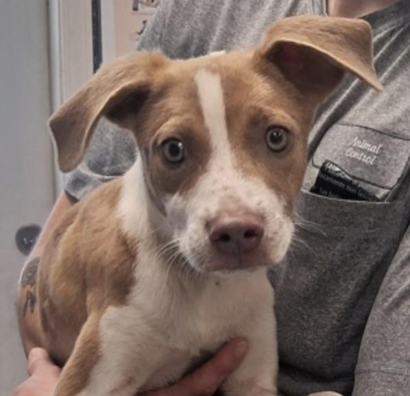 Enlarge Coda, a Adoptable Pit Bull Terrier in Hollister, MO image 2/2