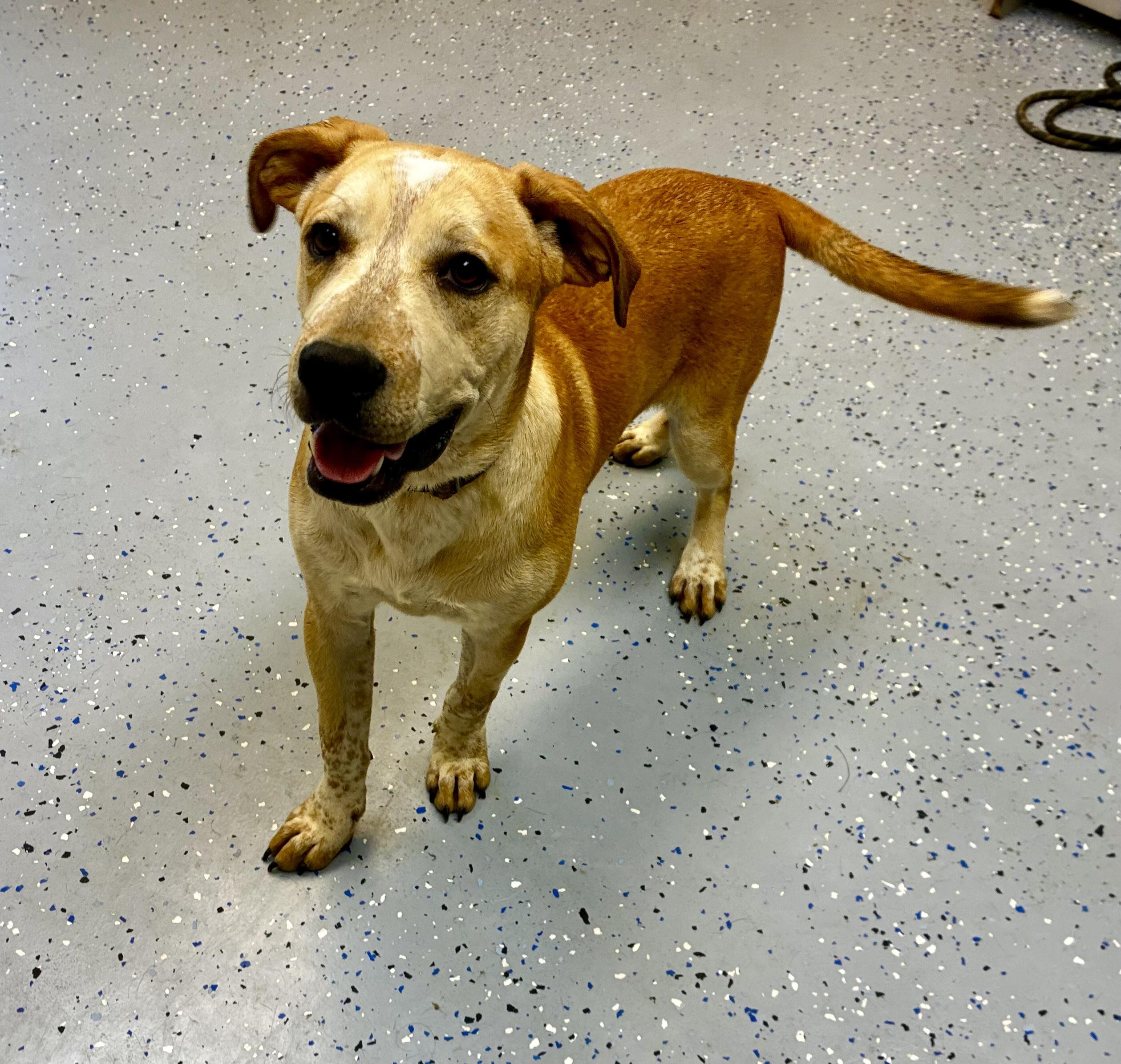 Joseph, Adoptable, Adult Male Labrador Retriever.