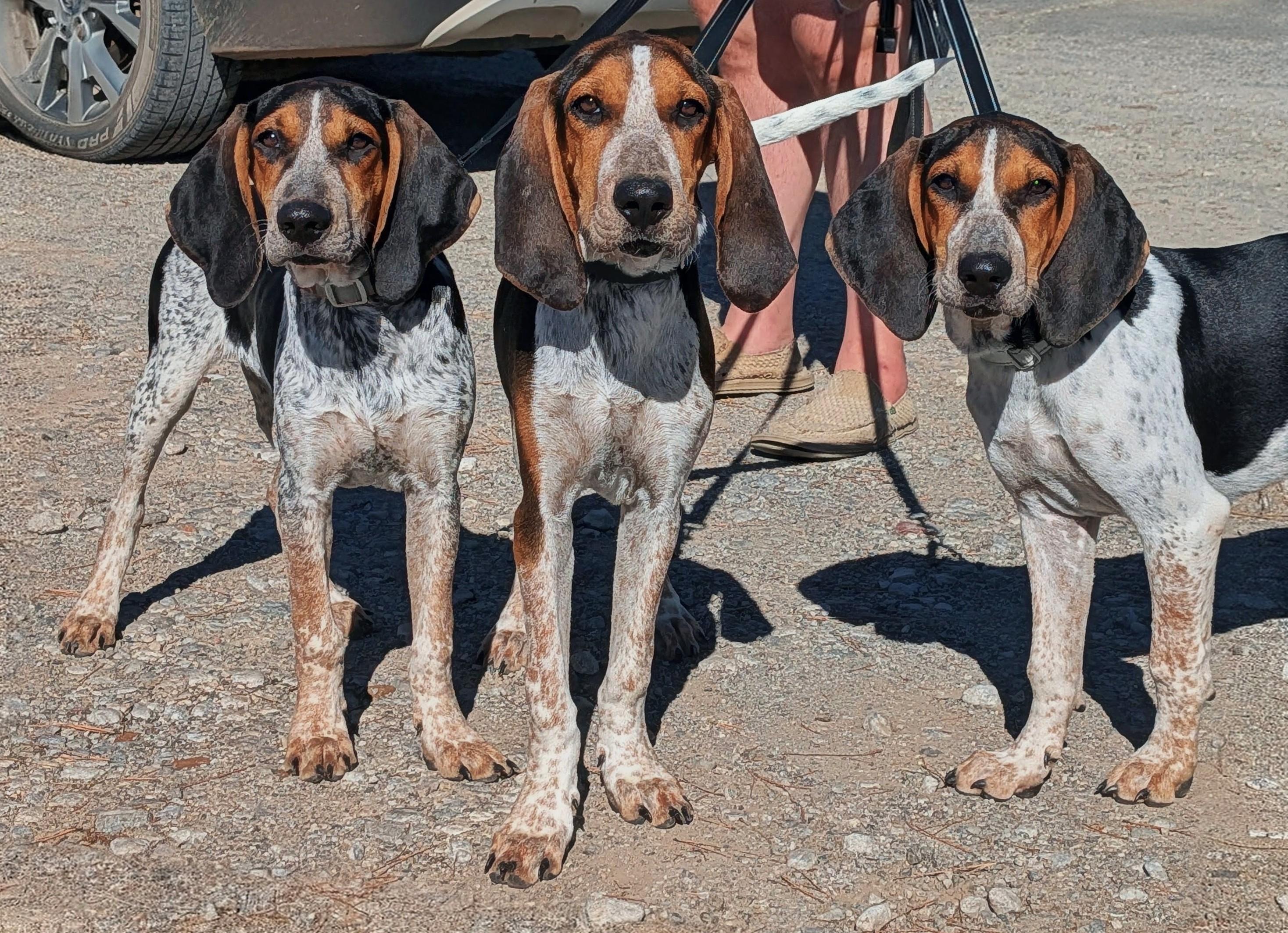 Freddy Krueger, Adopted, Puppy Male Treeing Walker Coonhound.