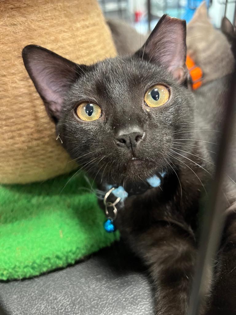 Magnum (Blue Collar), Adoptable, Kitten Male Domestic Short Hair.