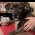 Wednesday, Adoptable, Adult Female Mixed Breed.