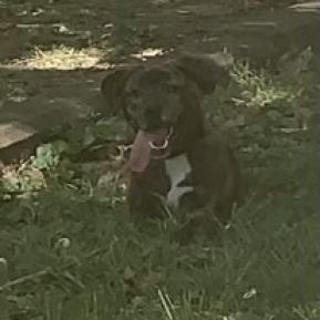 Enlarge Wednesday, a Adoptable Mixed Breed in Lynchburg, VA image 2/3