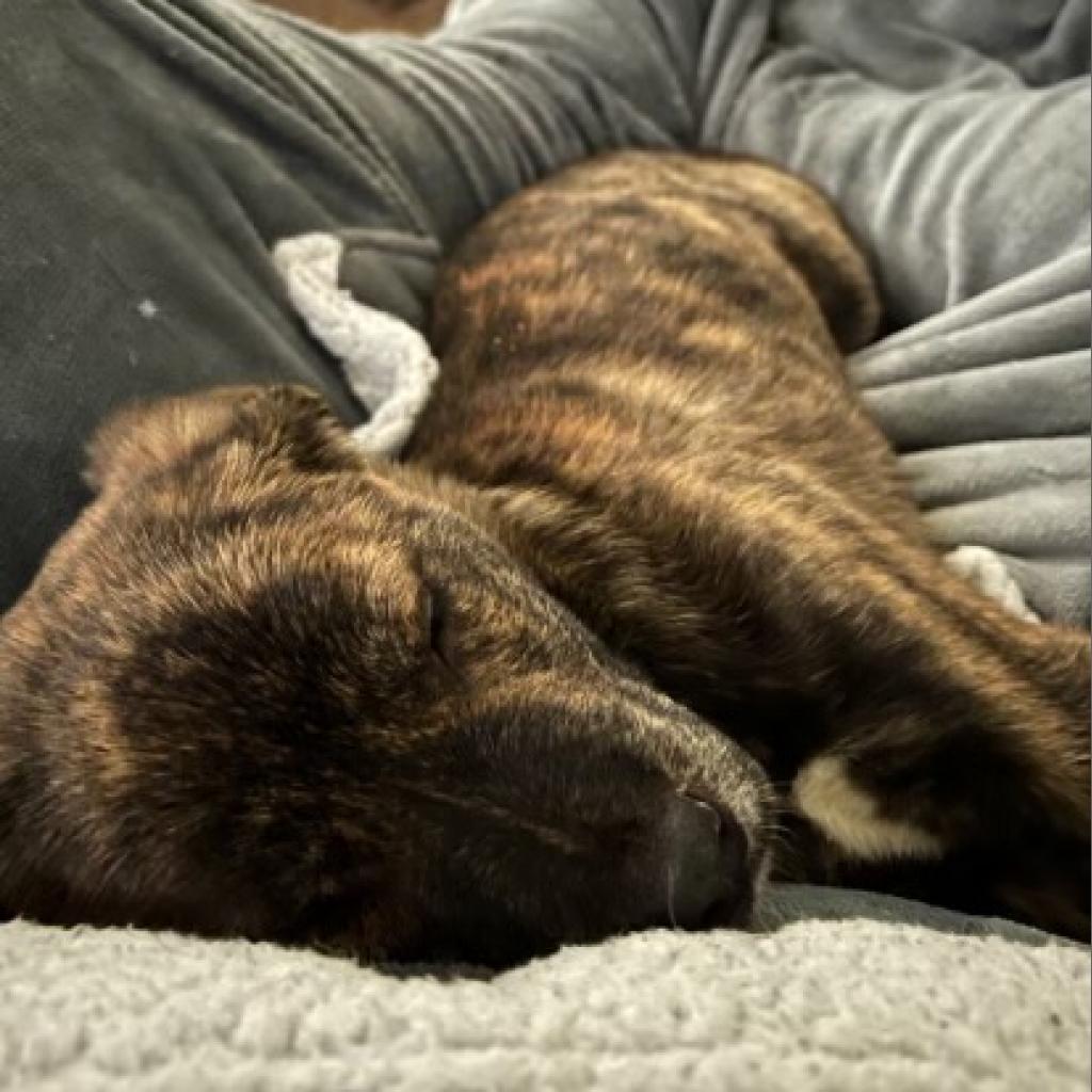 Enlarge Wednesday, a Adoptable Mixed Breed in Lynchburg, VA image 3/3