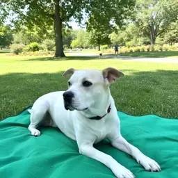 Enlarge Cookie, a ADOPTABLE mixed breed in rye, NY image 6/6