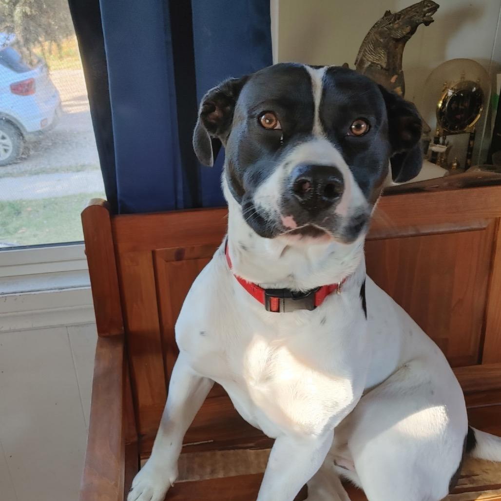 Moona, Adoptable, Young Female English Pointer & American Staffordshire Terrier.