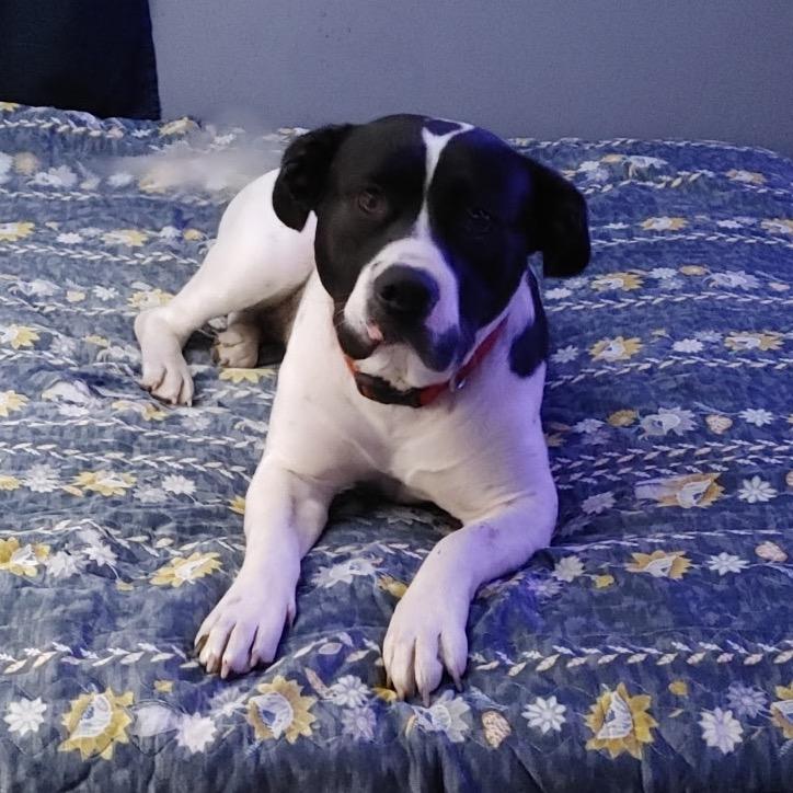 Enlarge Moona, a Adoptable mixed breed in North Battleford, SK image 2/4