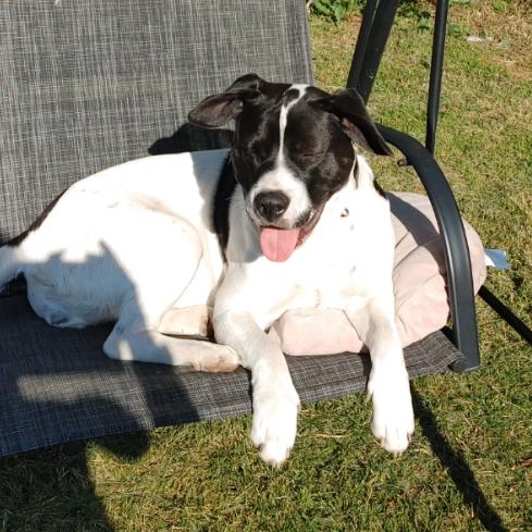 Enlarge Moona, a Adoptable mixed breed in North Battleford, SK image 4/4
