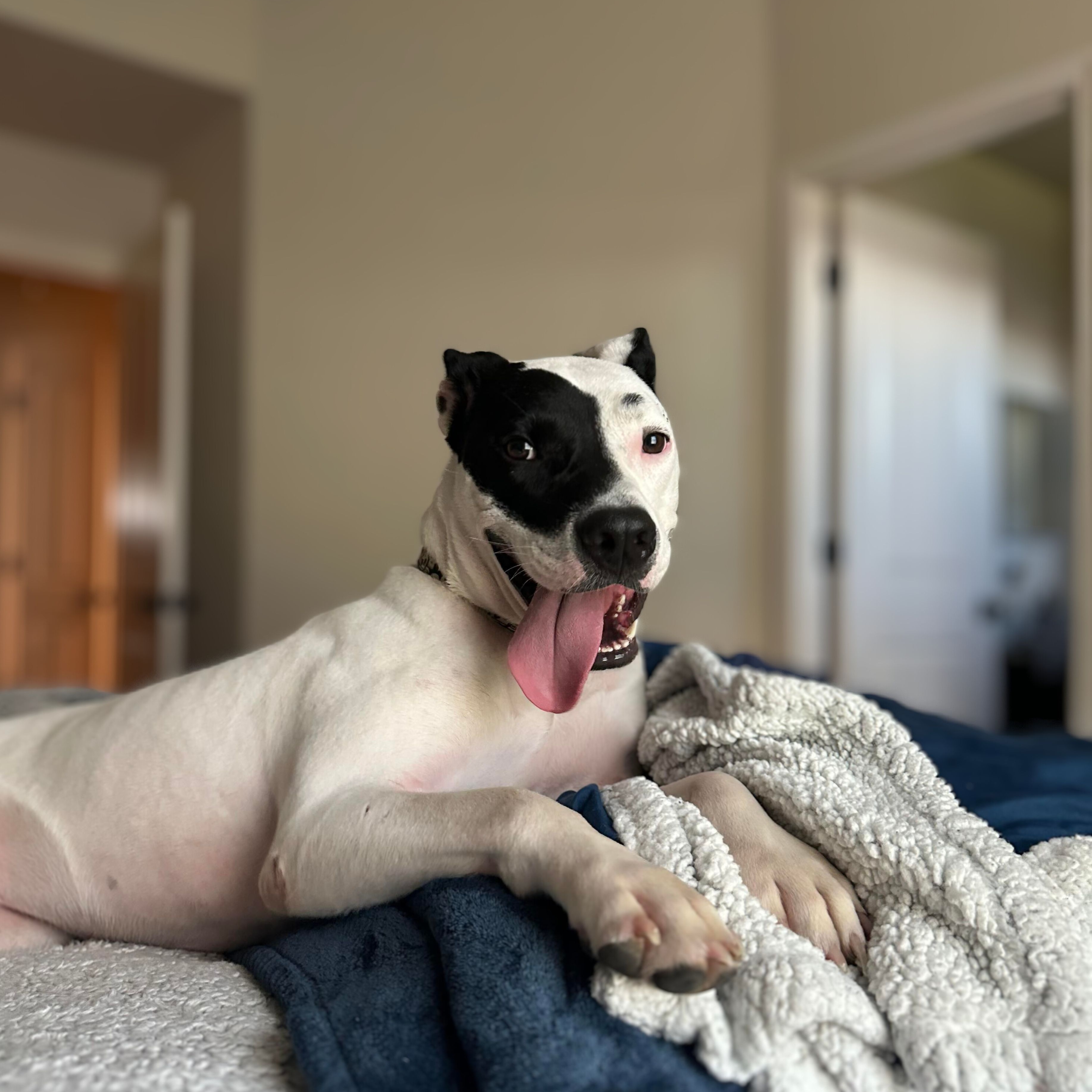 Adopt Stanley Dog for adoption