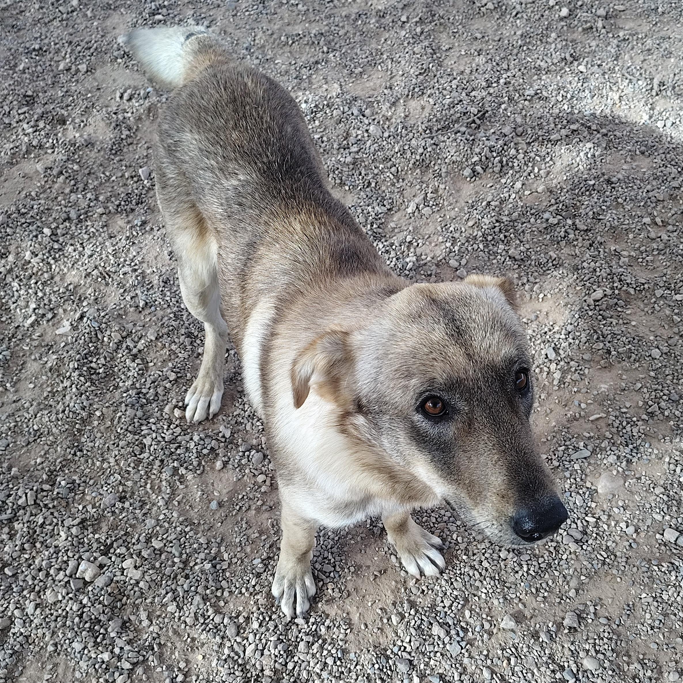 Guy, adopted, Adult Male Swedish Vallhund.