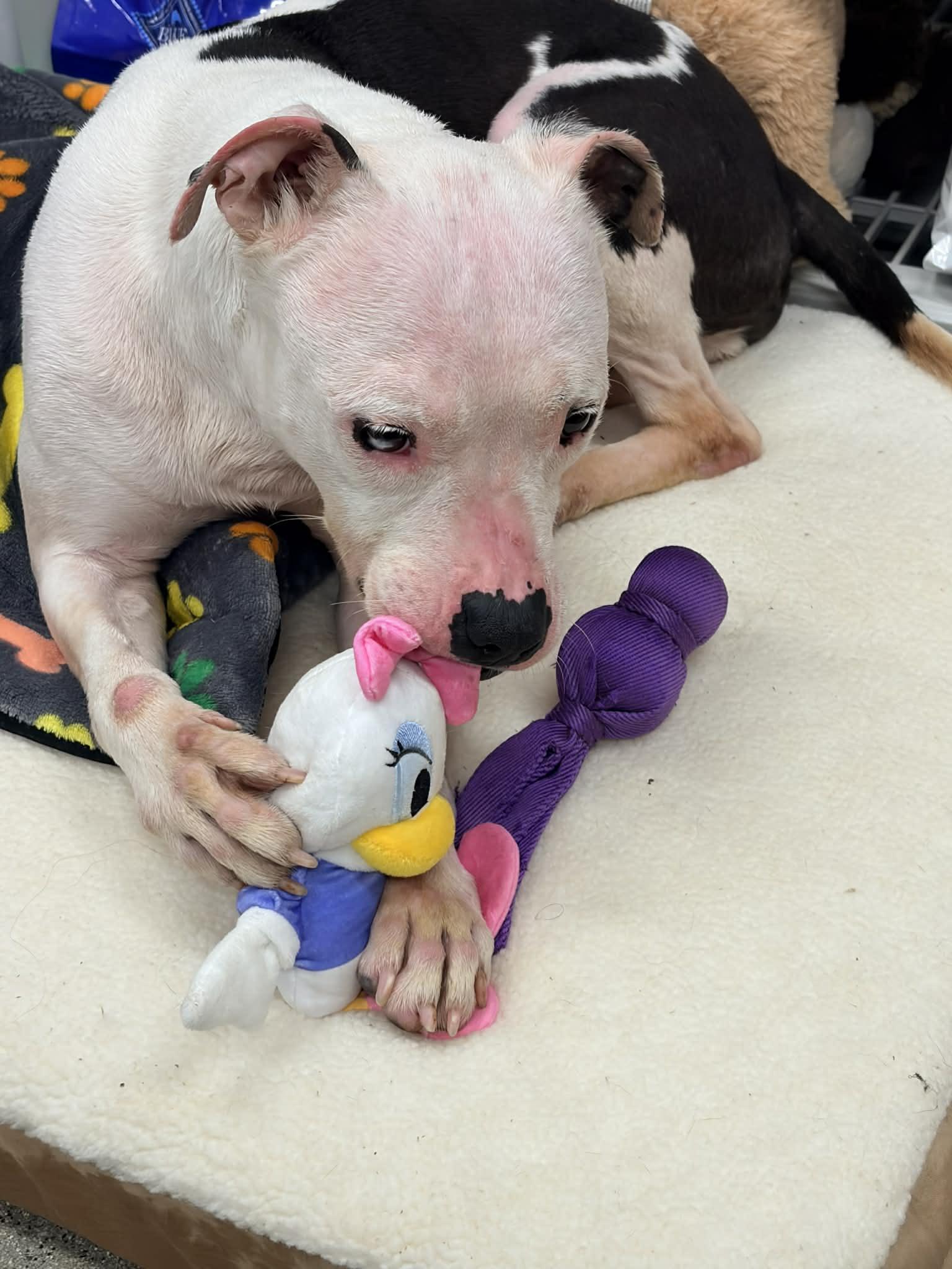 Enlarge Daisy, a ADOPTABLE mixed breed in Wakefield, RI image 4/4