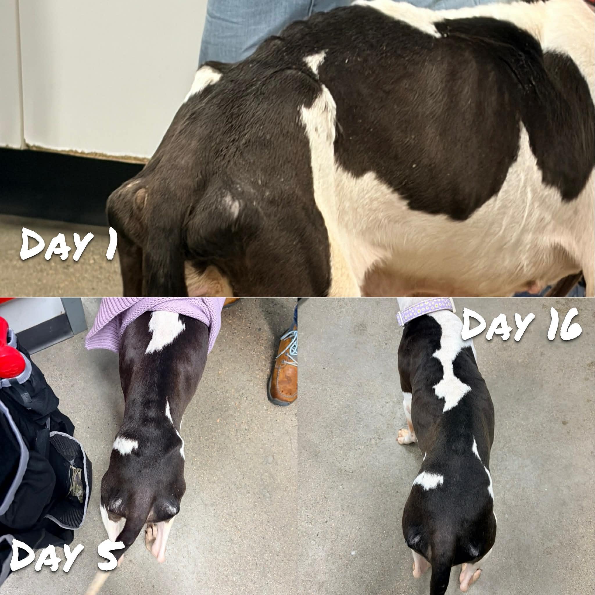 Enlarge Daisy, a ADOPTABLE mixed breed in Wakefield, RI image 3/4